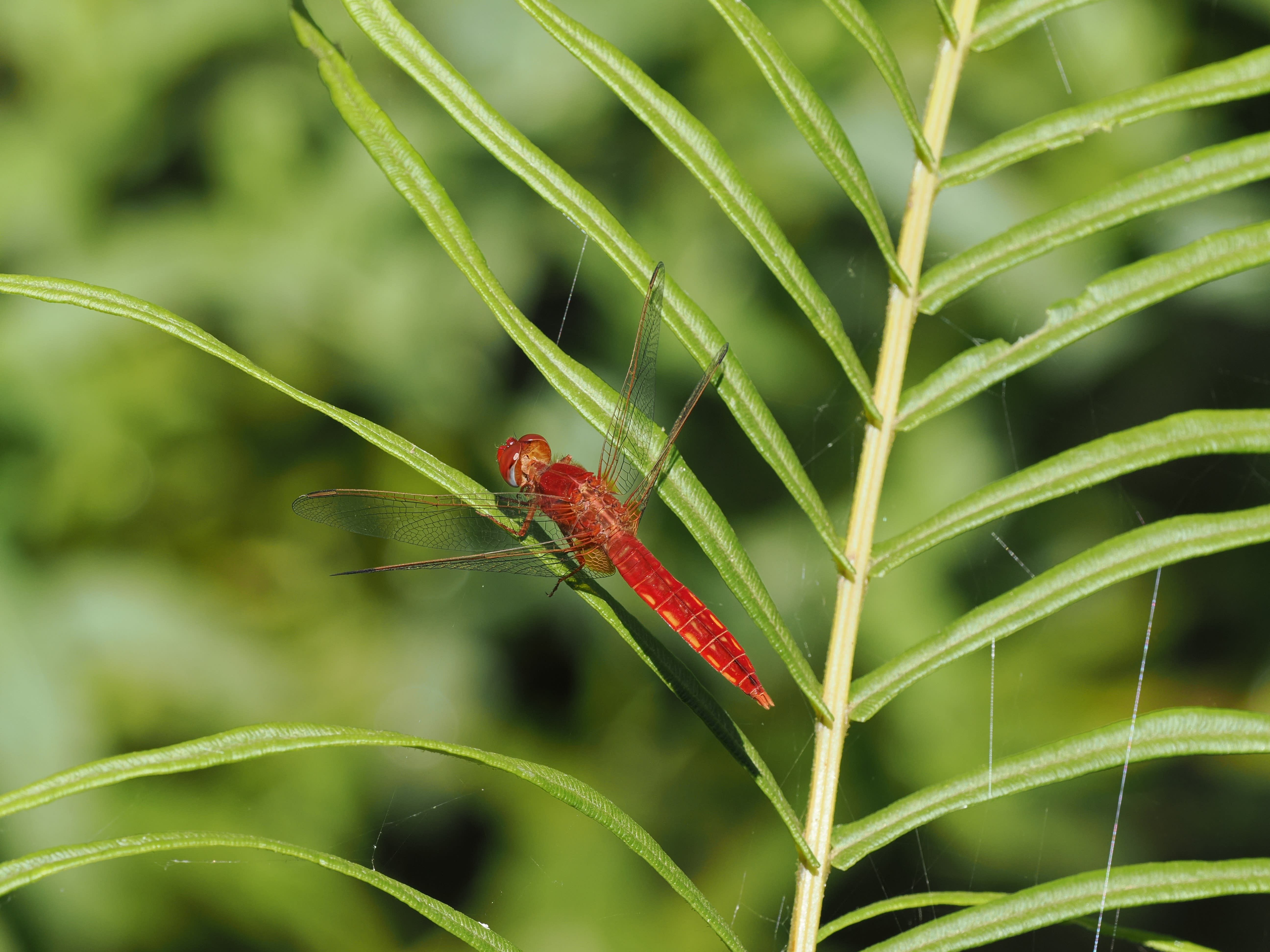 Image from Crocothemis erythraea album
