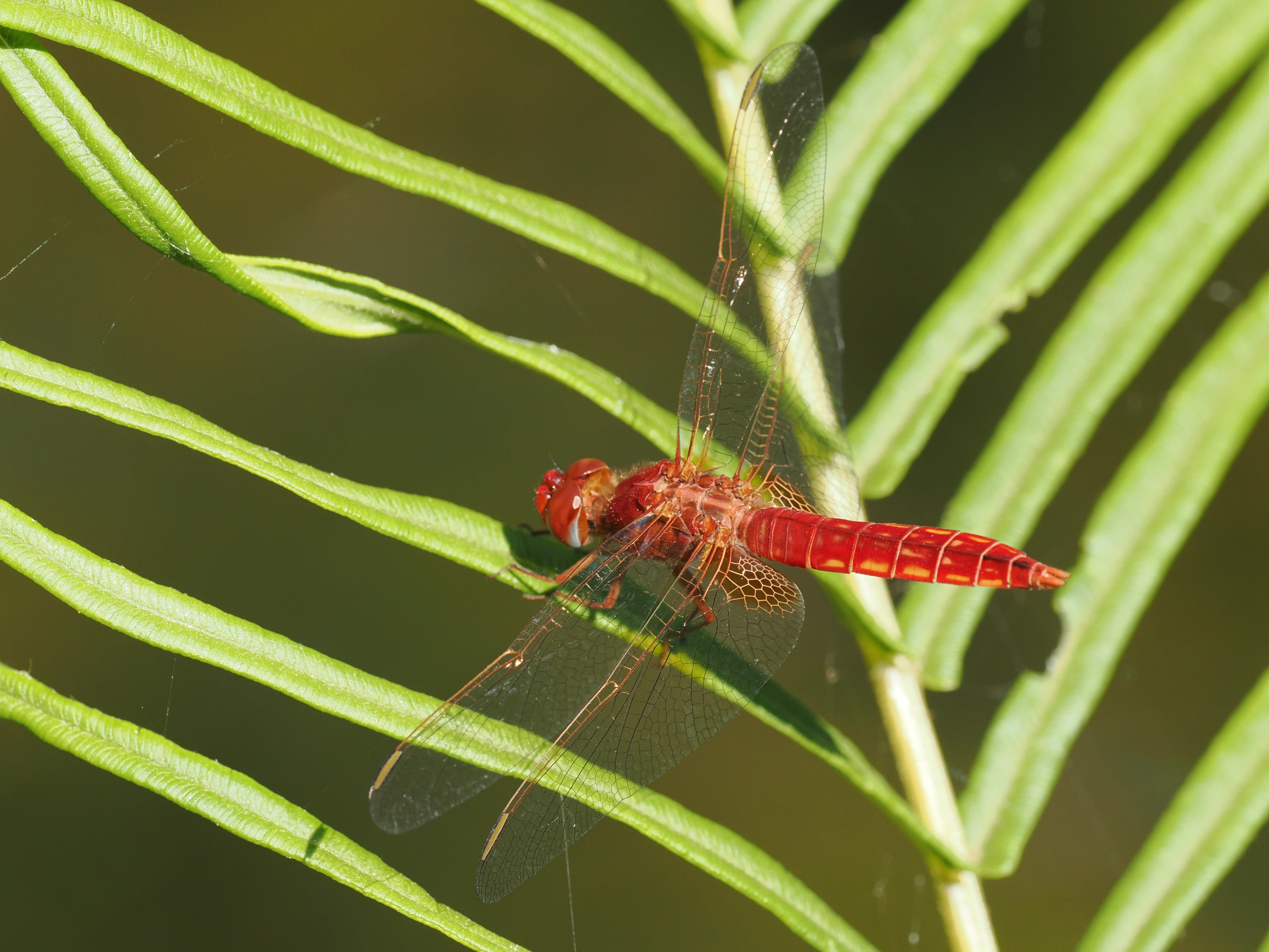 Image from Crocothemis erythraea album