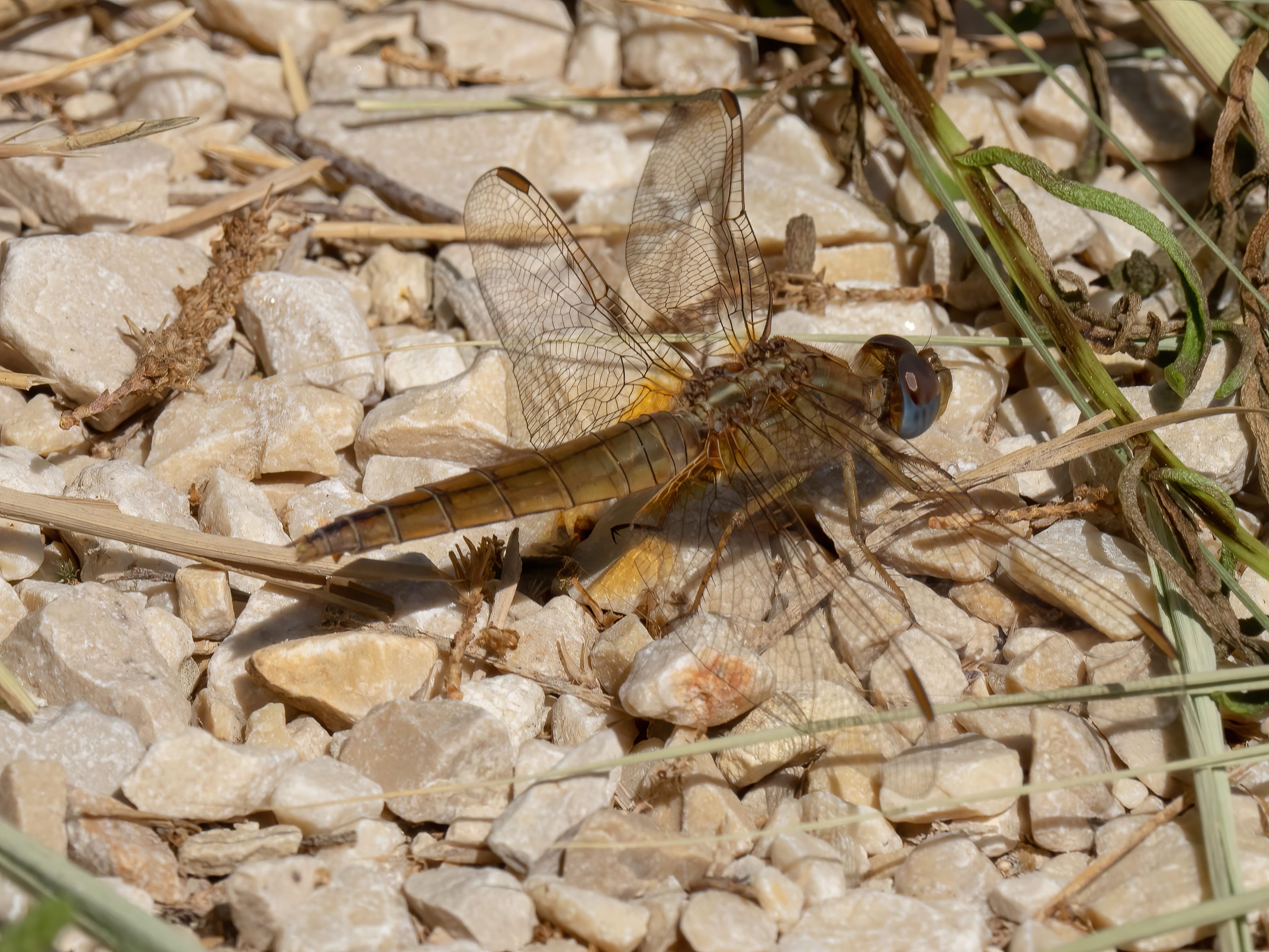 Image from Crocothemis erythraea album