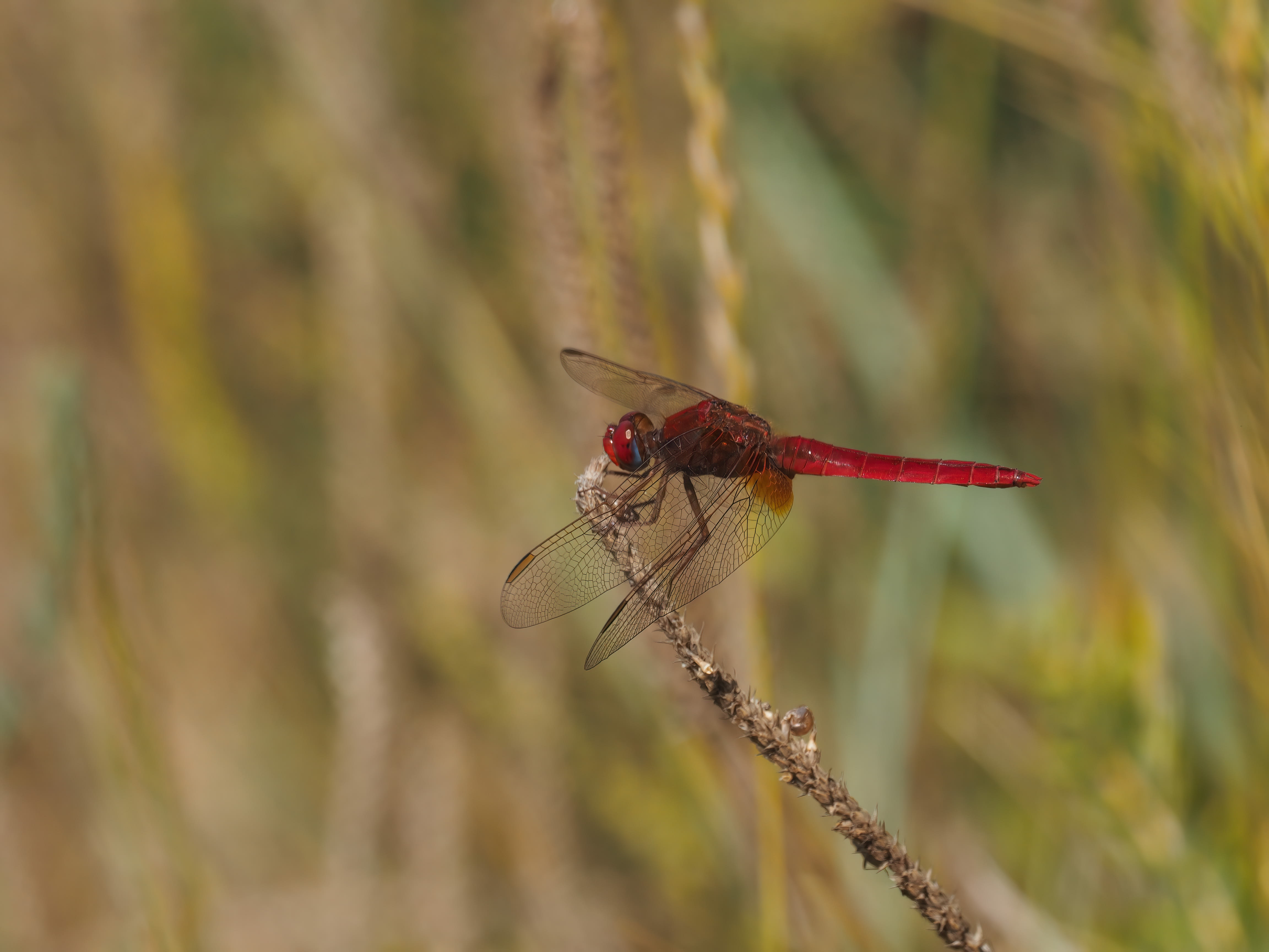Image from Crocothemis erythraea album