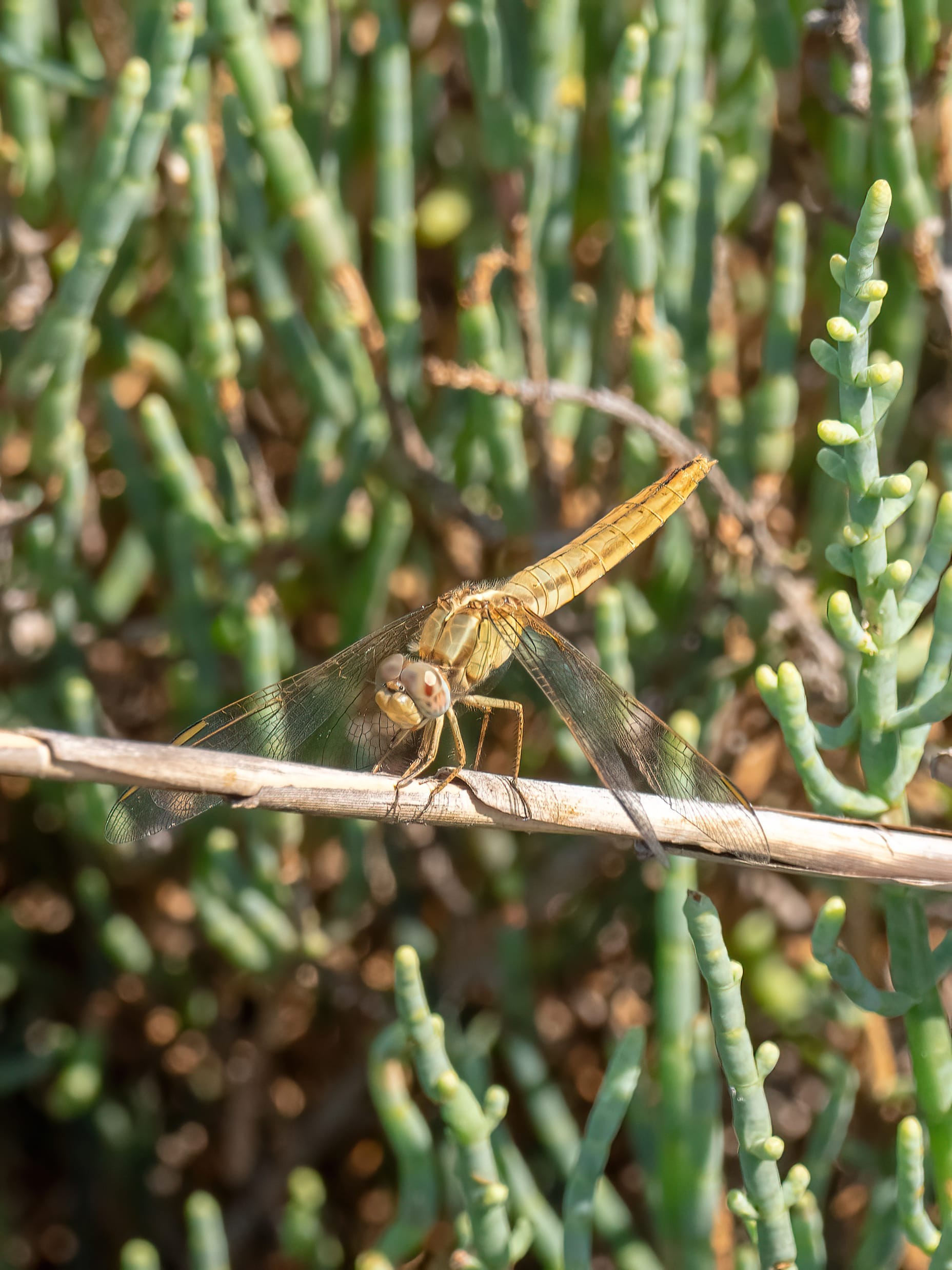 Image from Crocothemis erythraea album