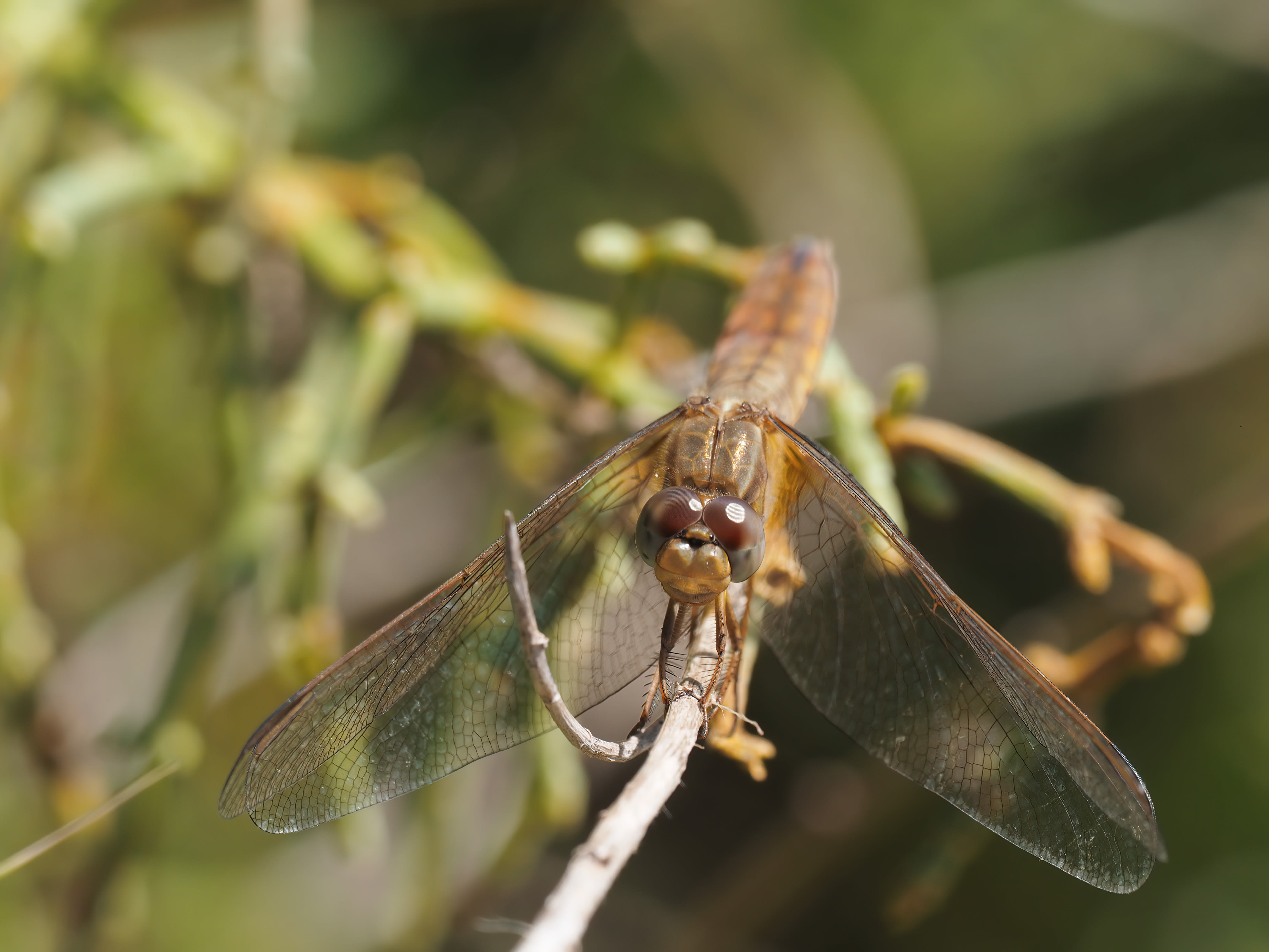 Image from Crocothemis erythraea album