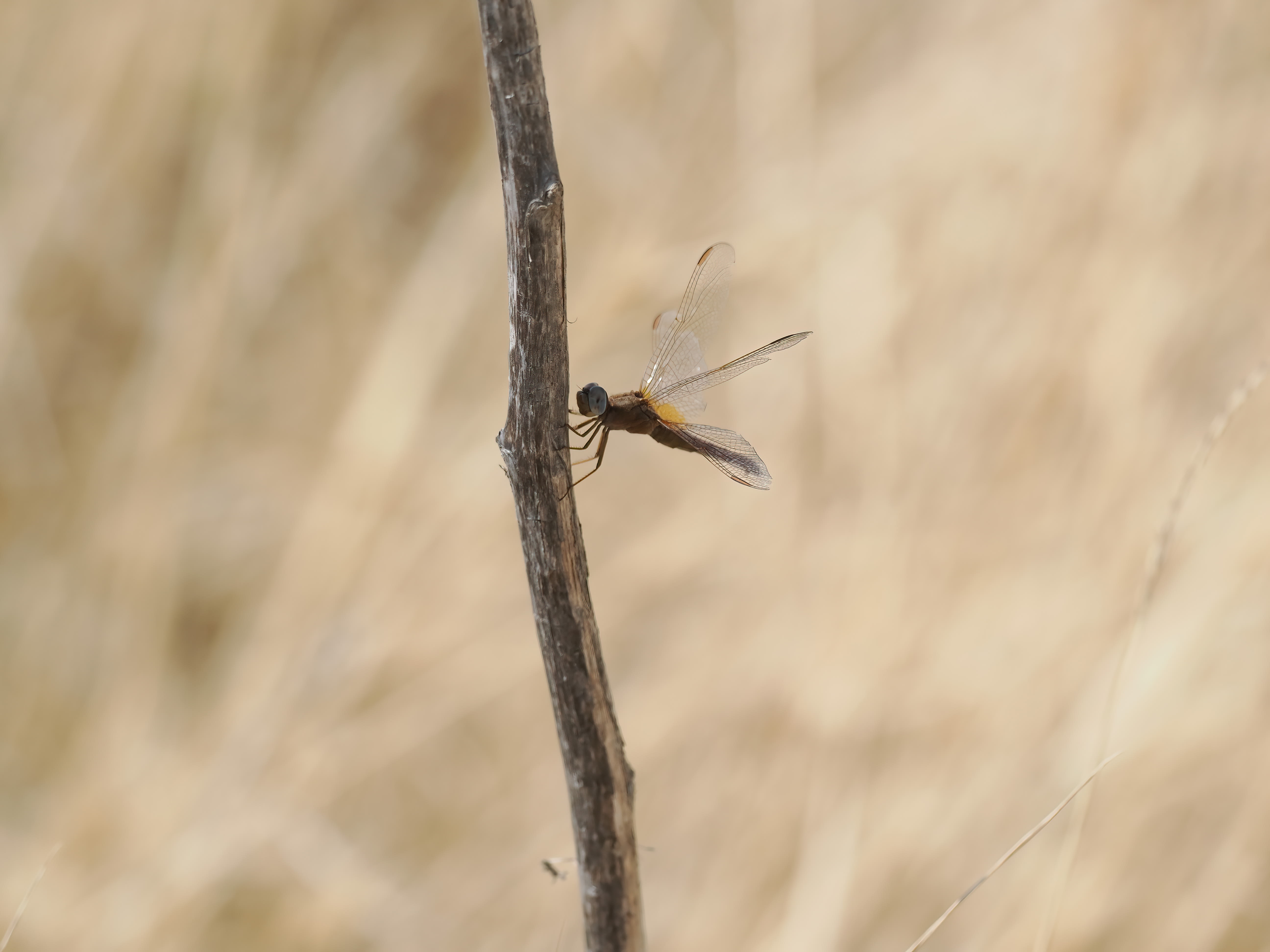 Image from Crocothemis erythraea album