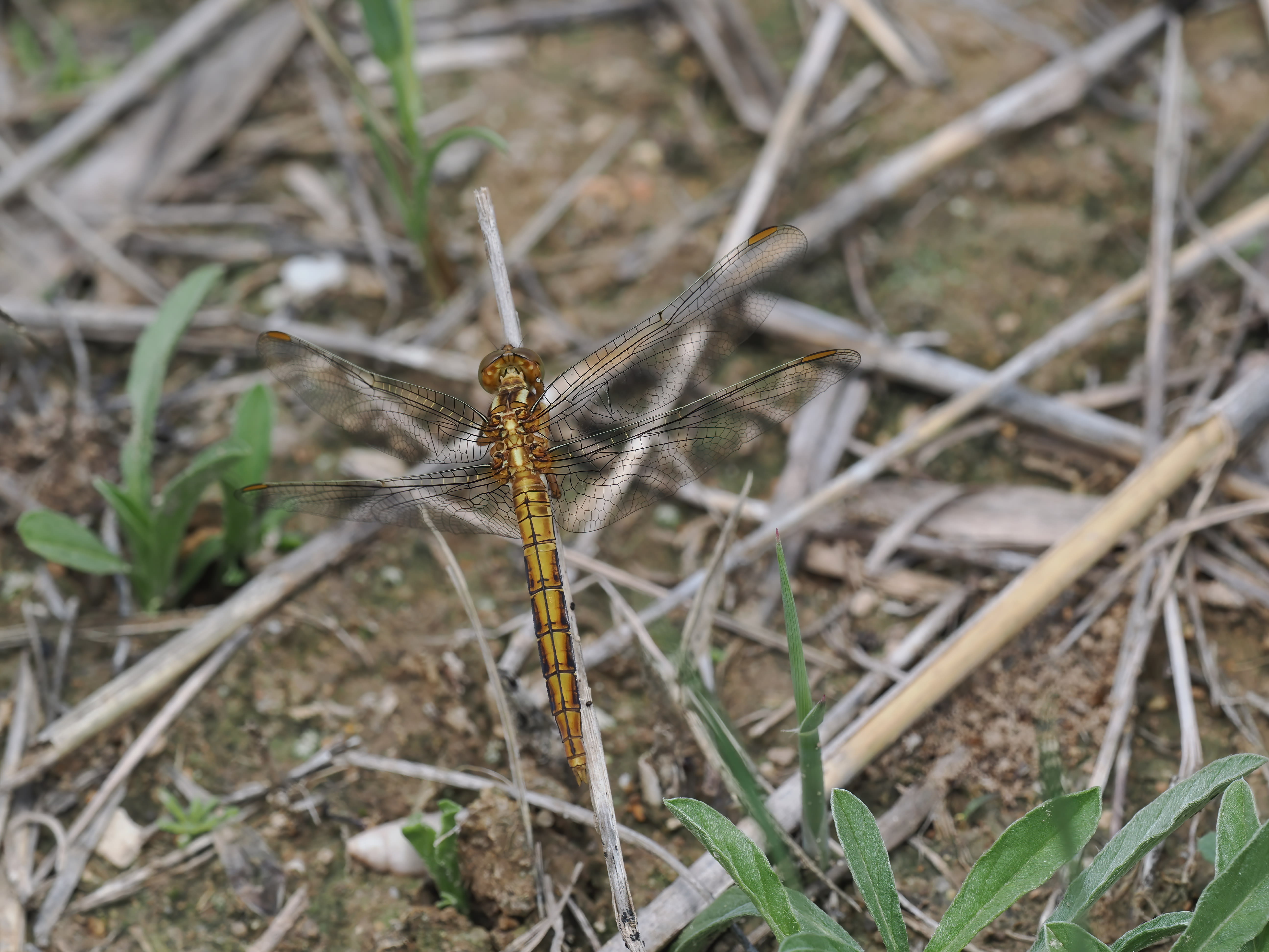 Image from Crocothemis erythraea album
