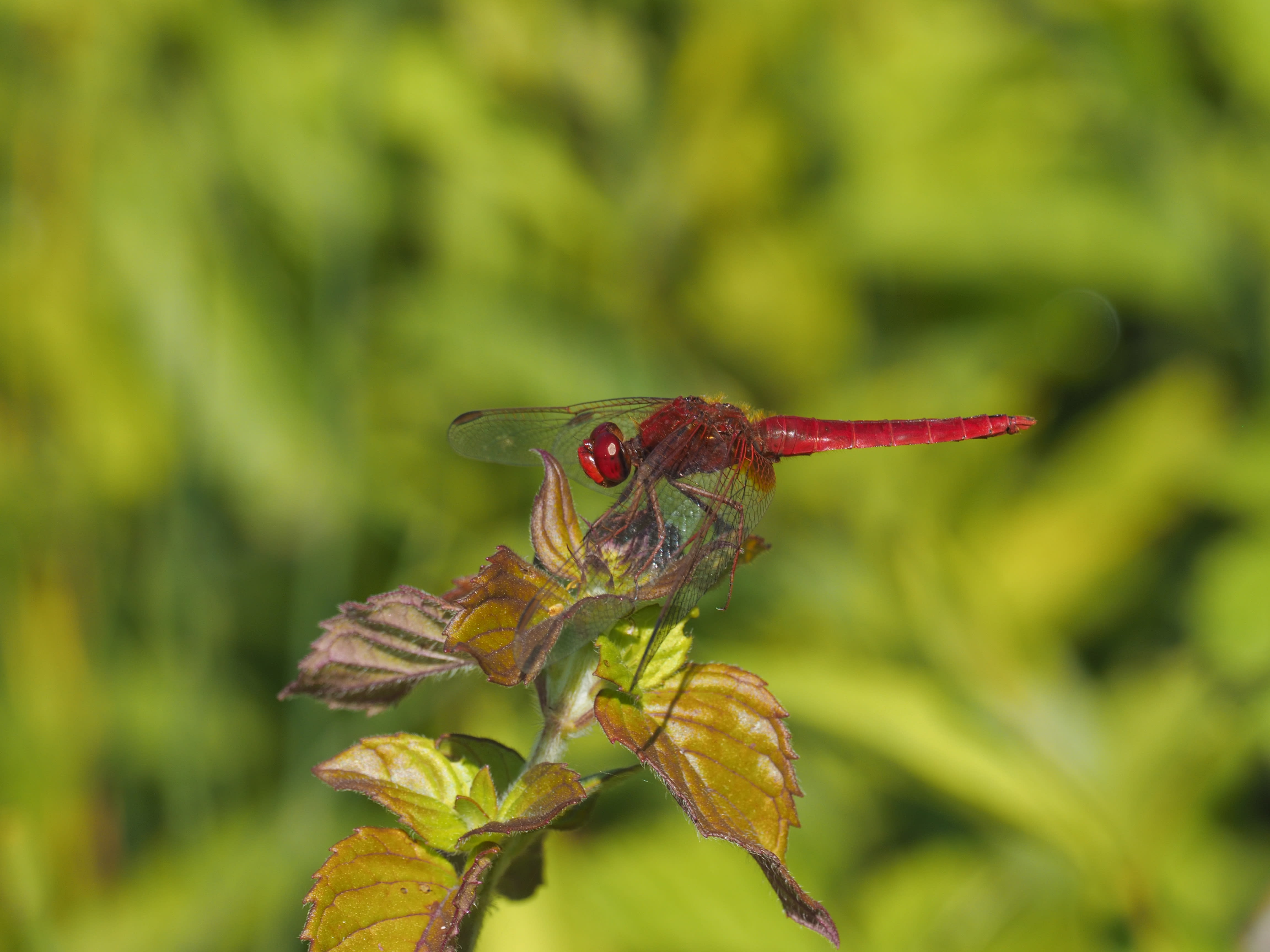 Image from Crocothemis erythraea album