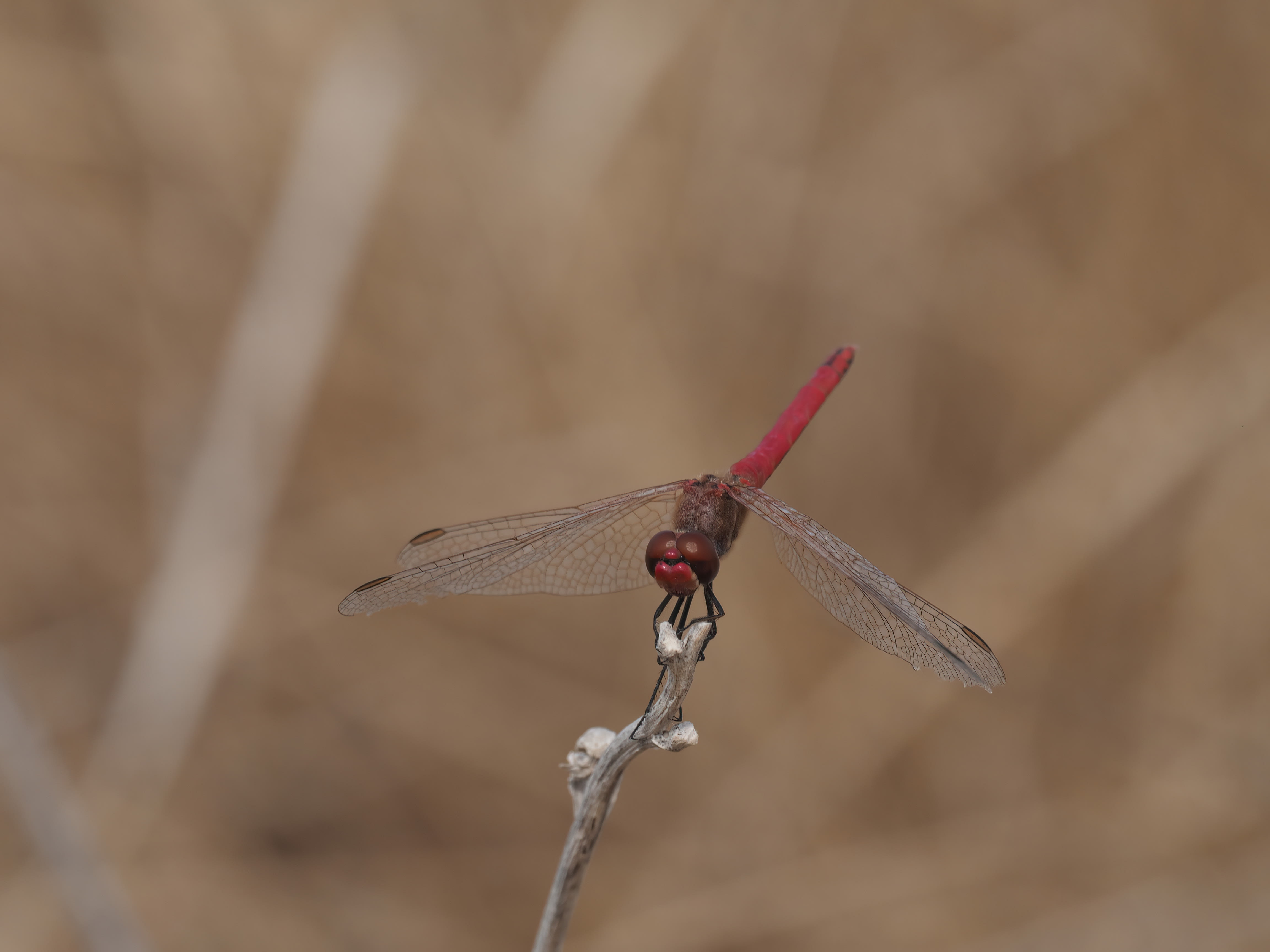 Image from Crocothemis erythraea album