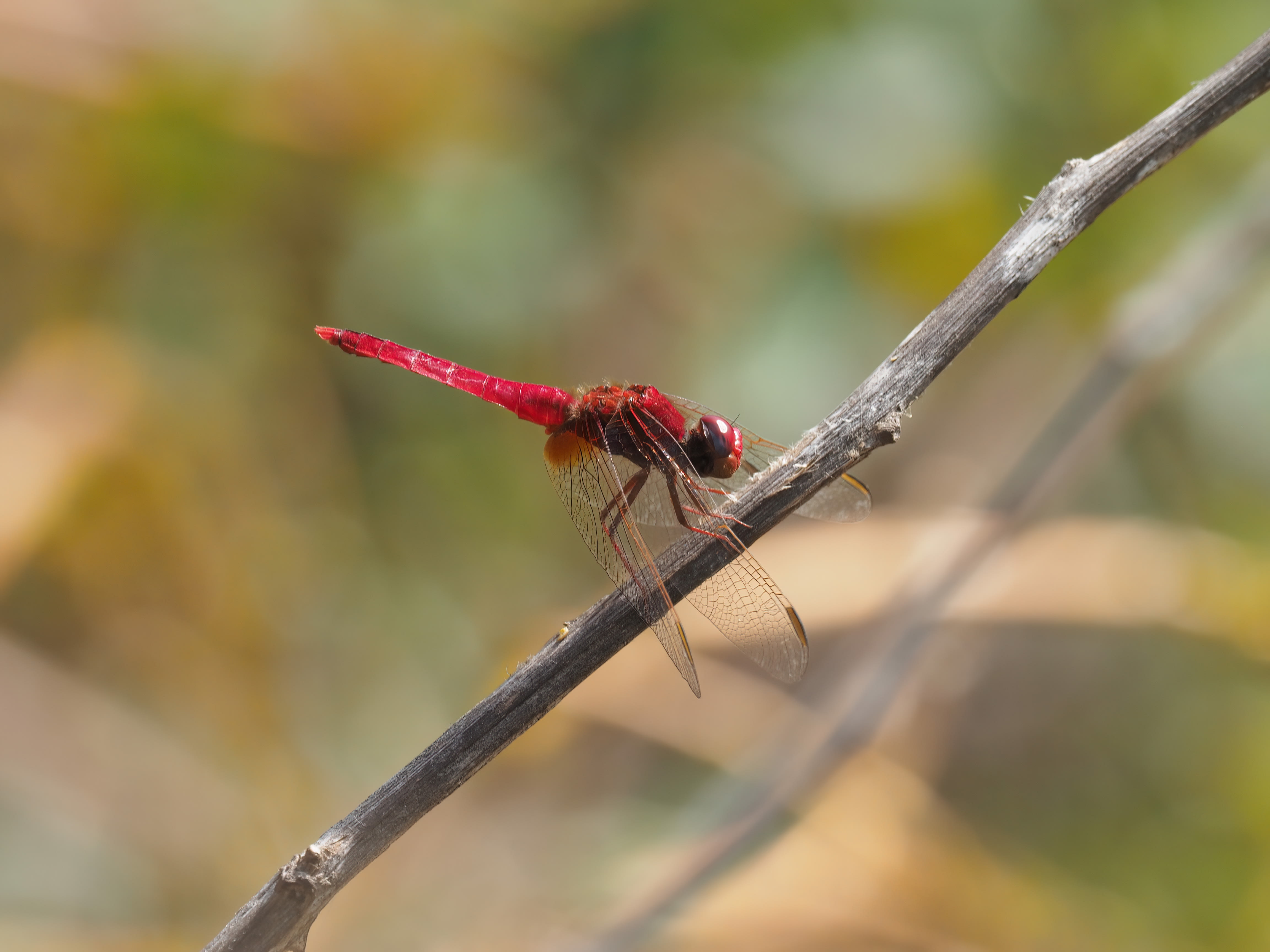 Image from Crocothemis erythraea album