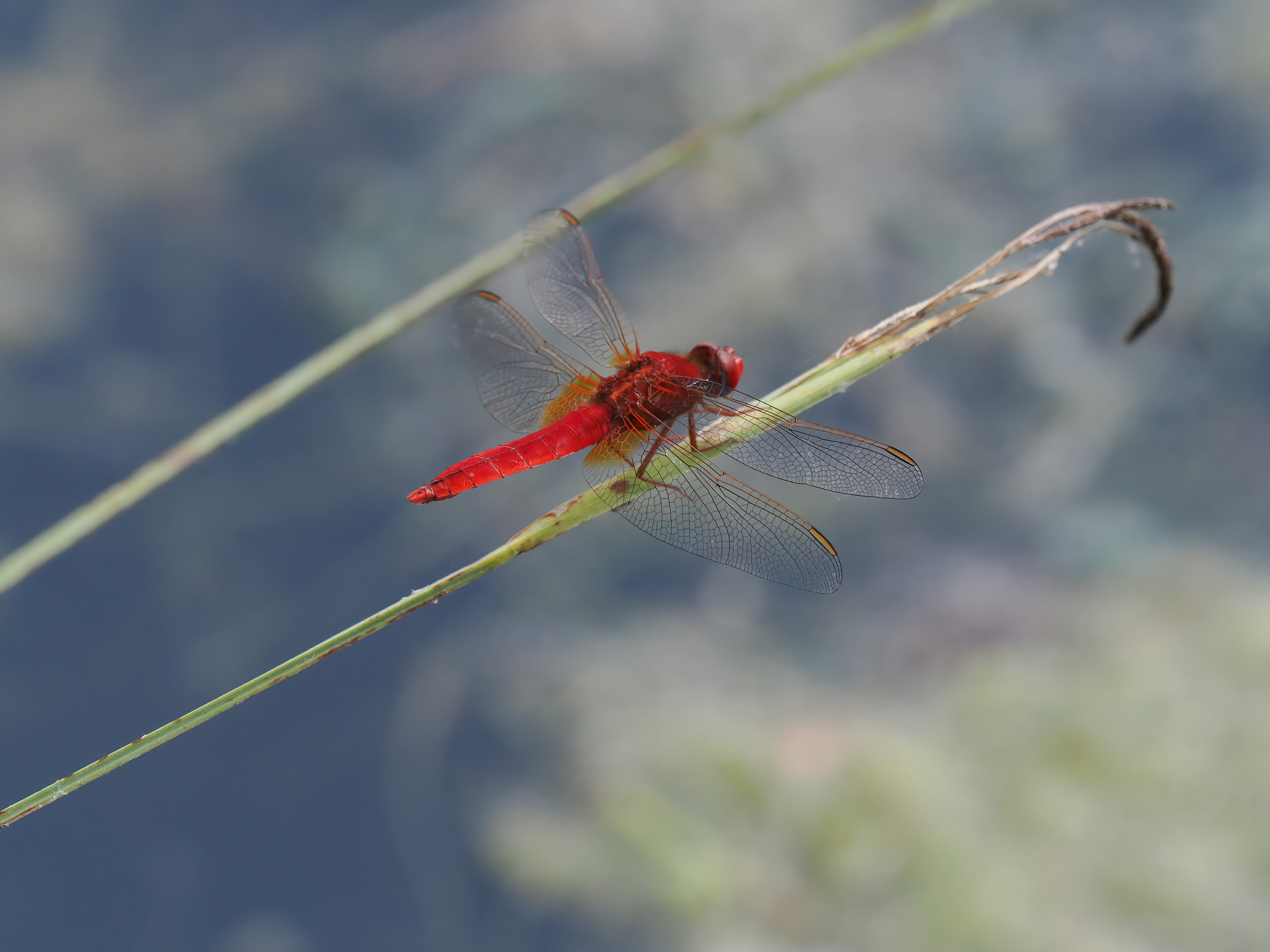 Image from Crocothemis erythraea album