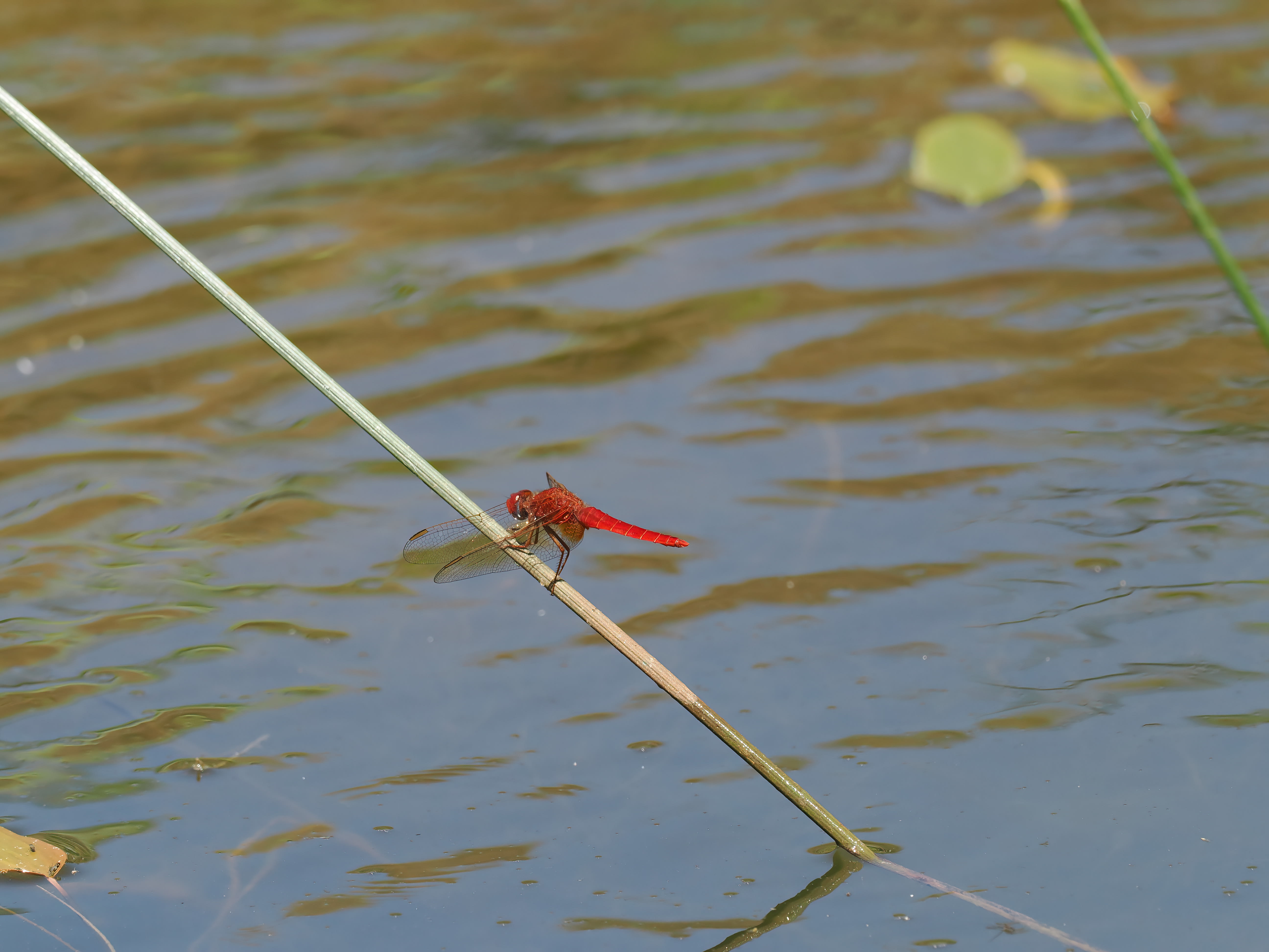 Image from Crocothemis erythraea album