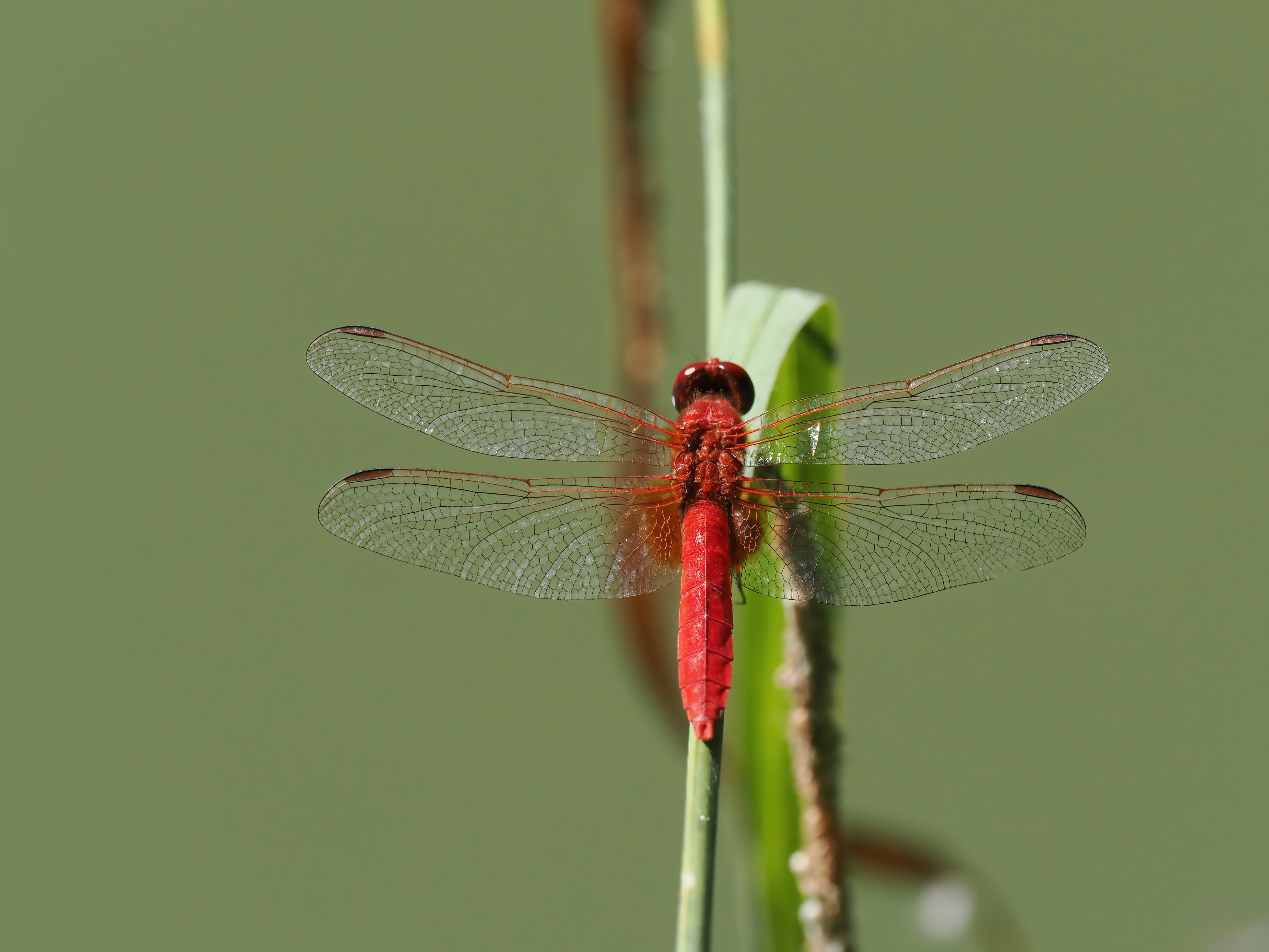 Image from Crocothemis erythraea album