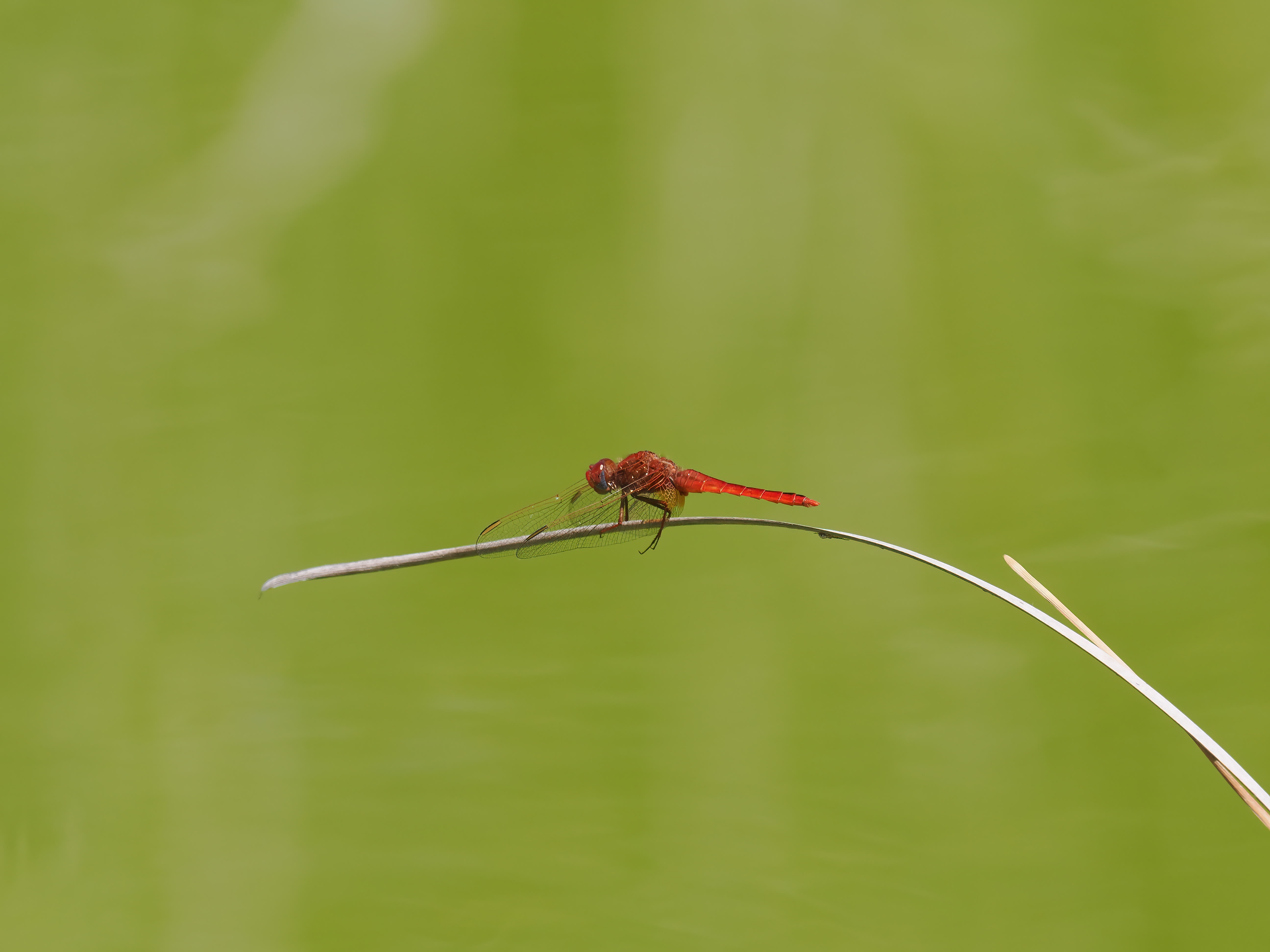 Image from Crocothemis erythraea album