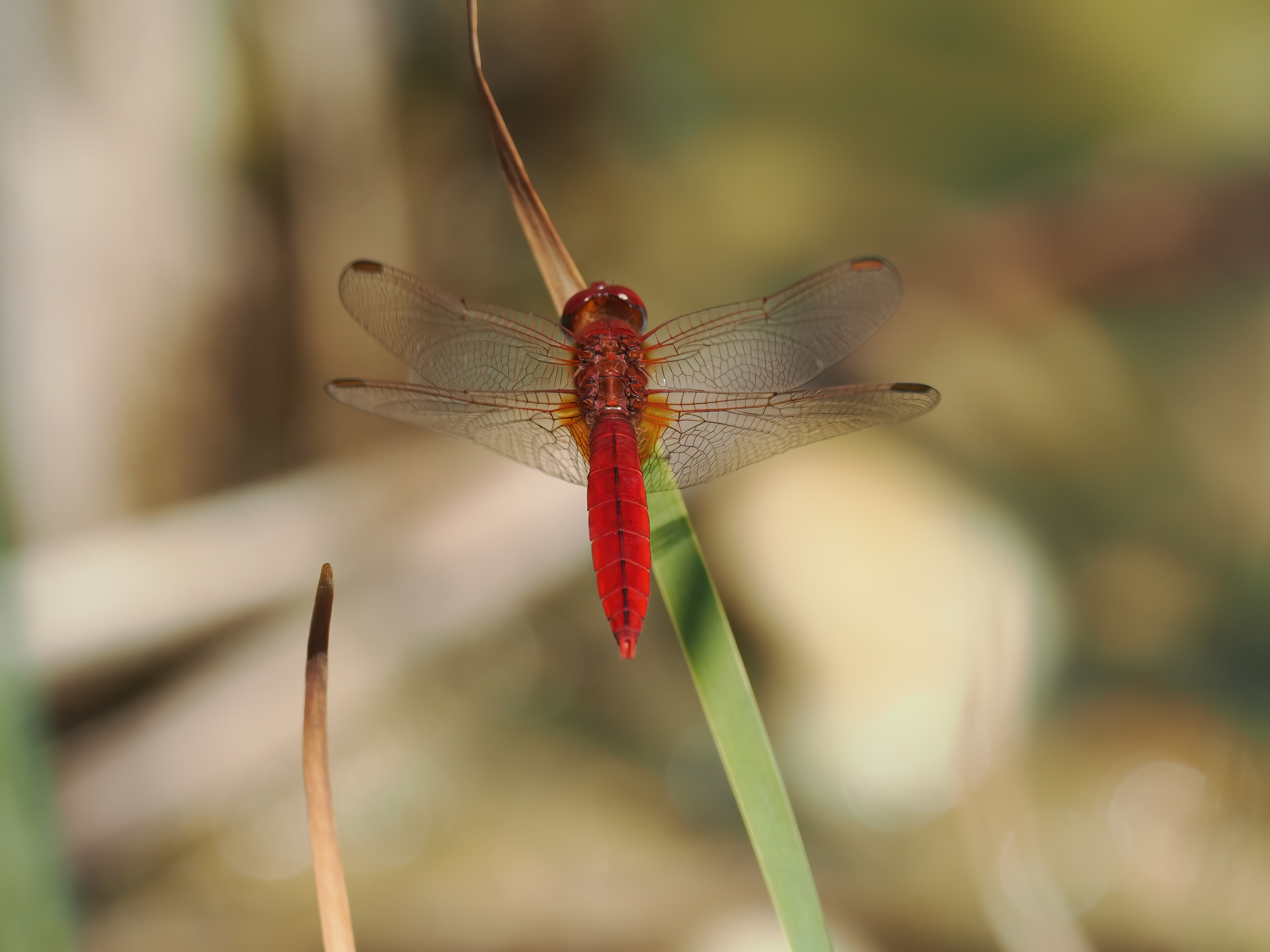 Image from Crocothemis erythraea album