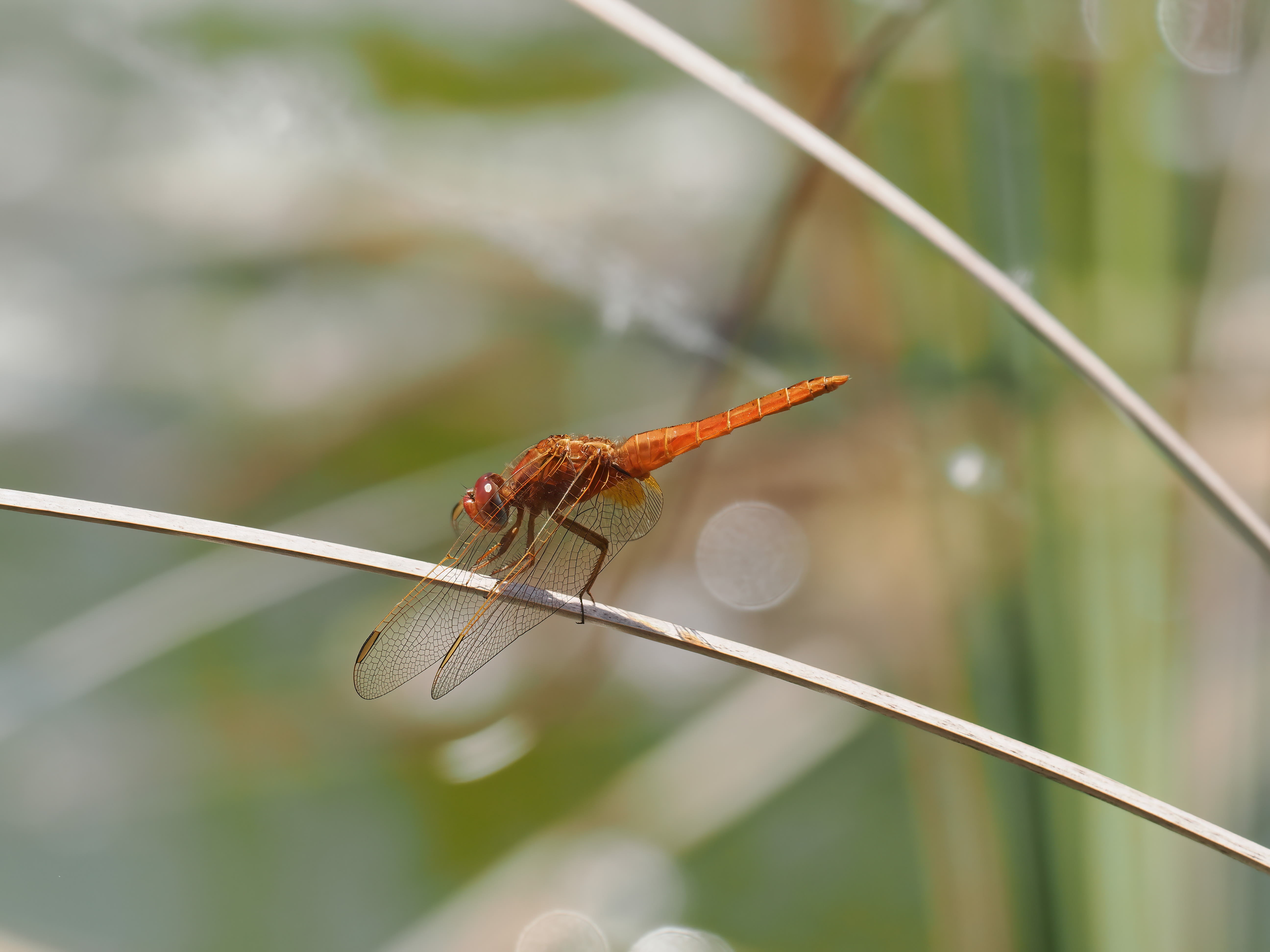 Image from Crocothemis erythraea album