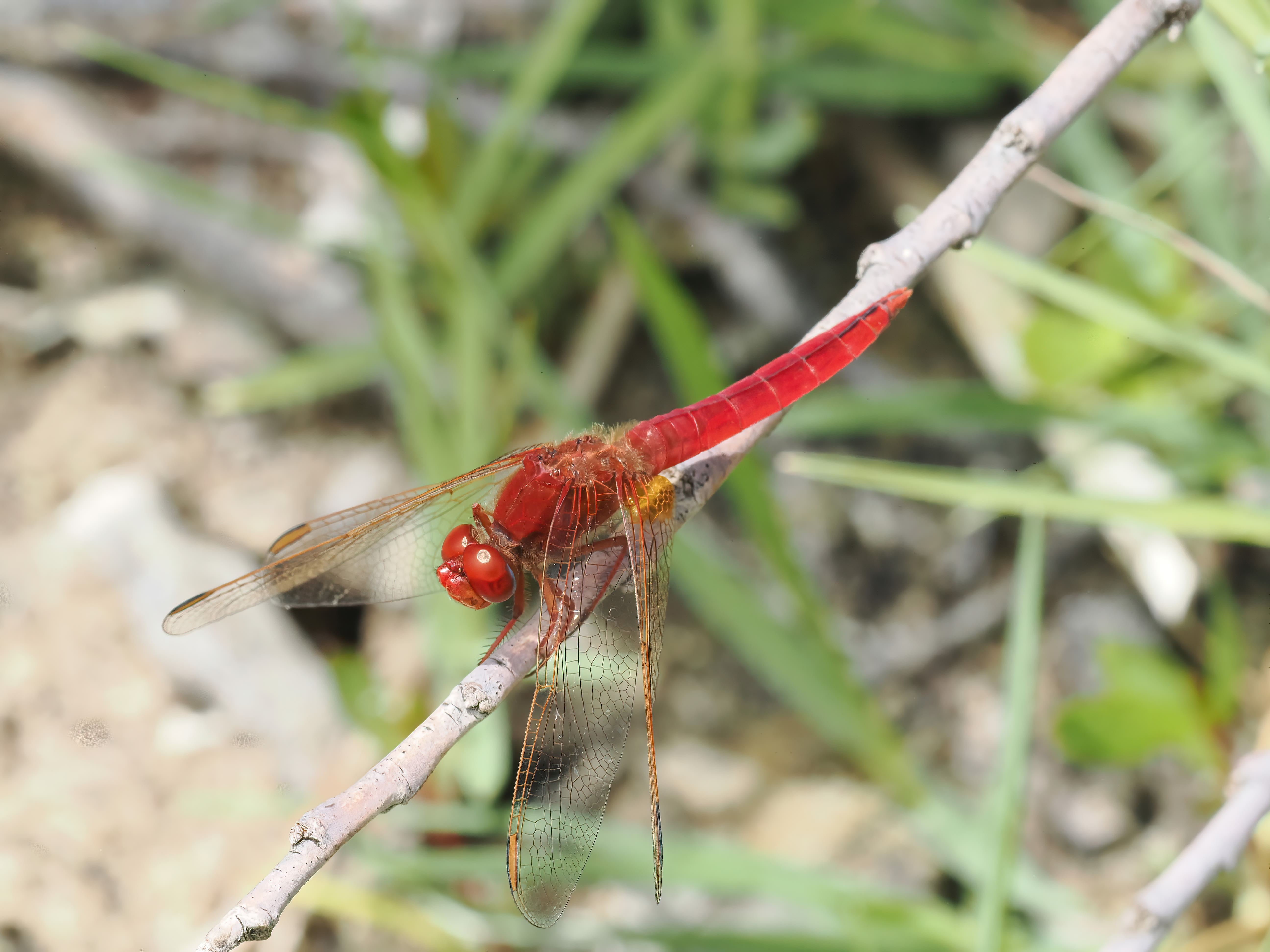 Image from Crocothemis erythraea album