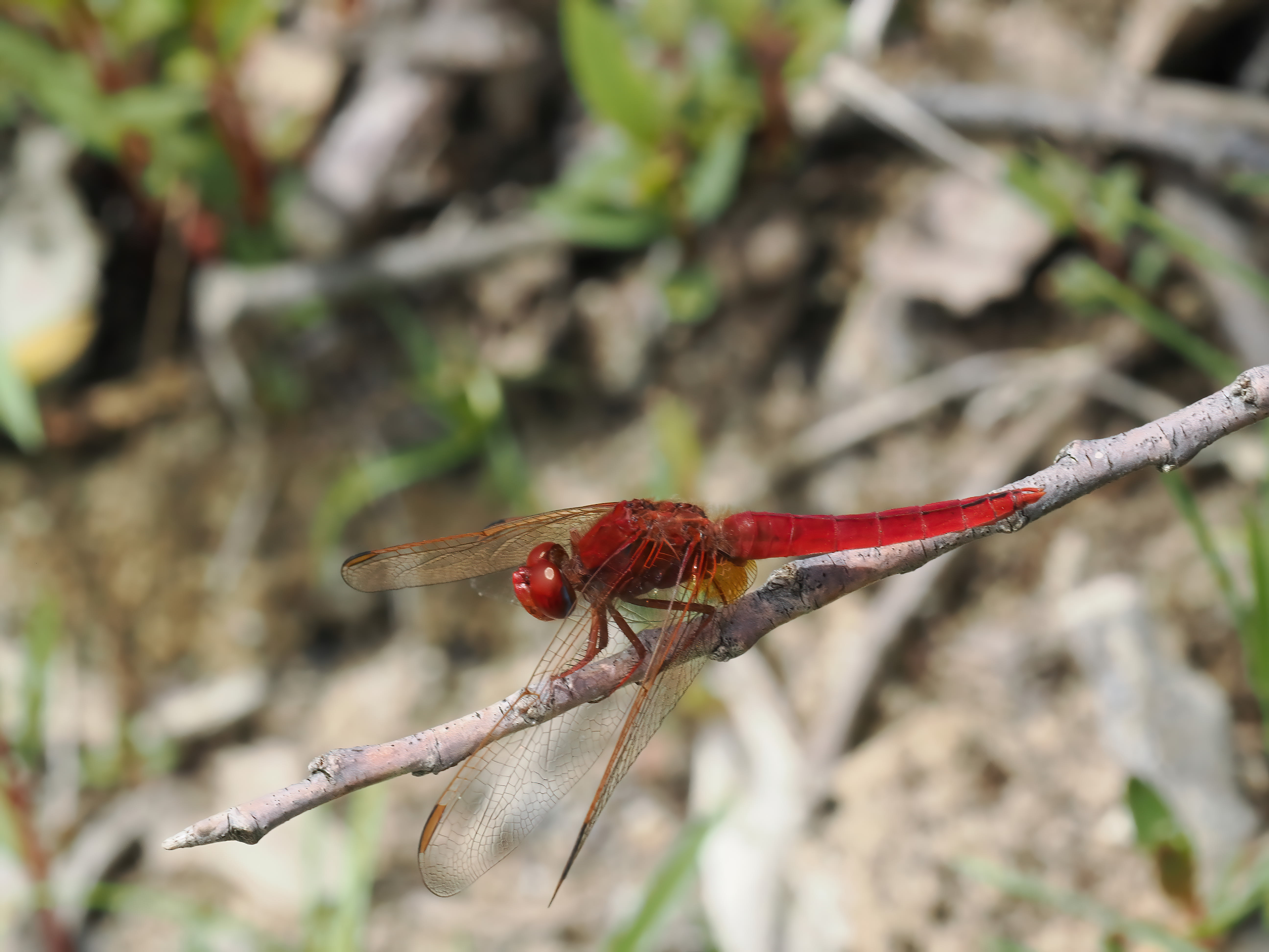 Image from Crocothemis erythraea album
