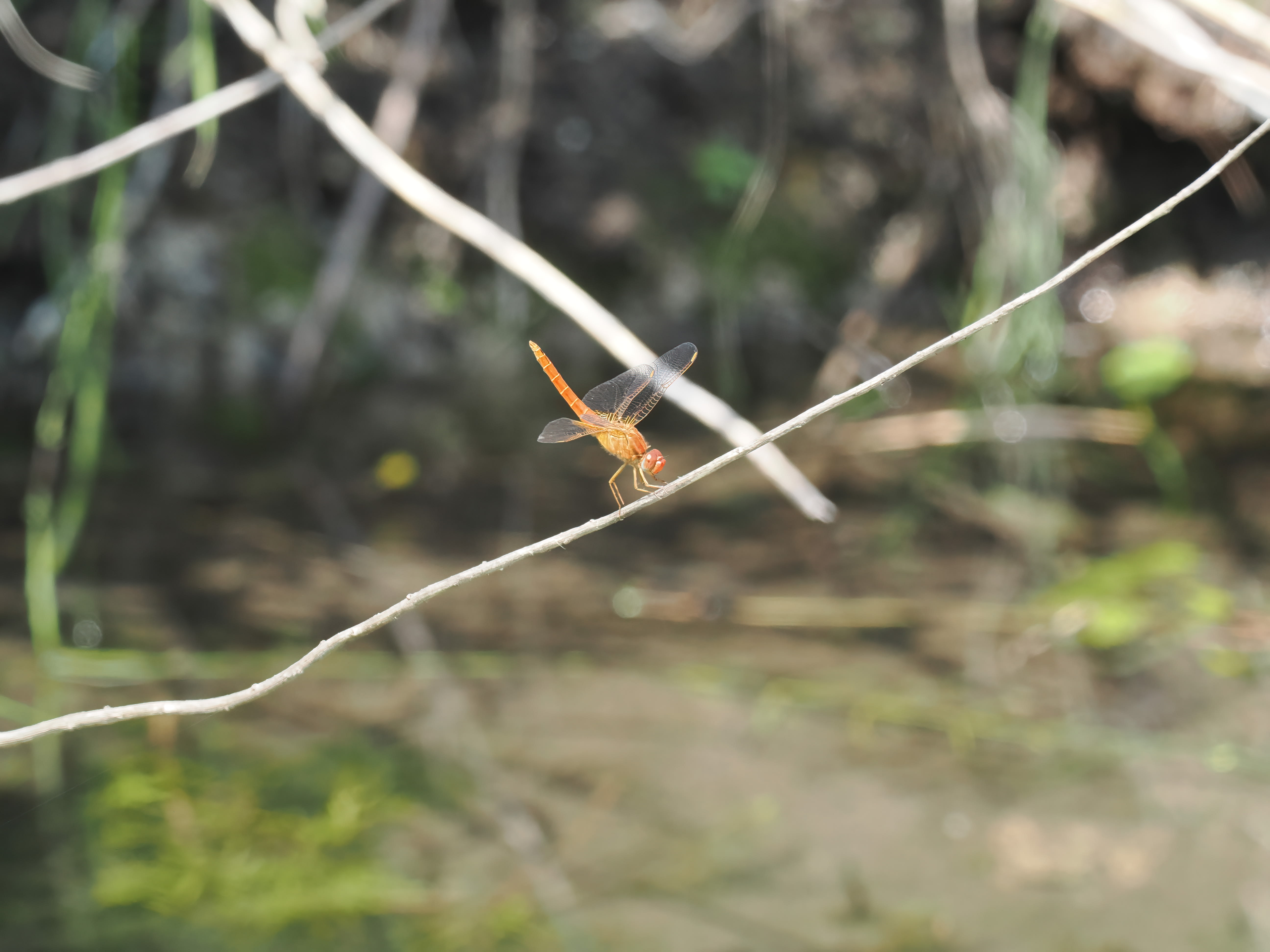 Image from Crocothemis erythraea album