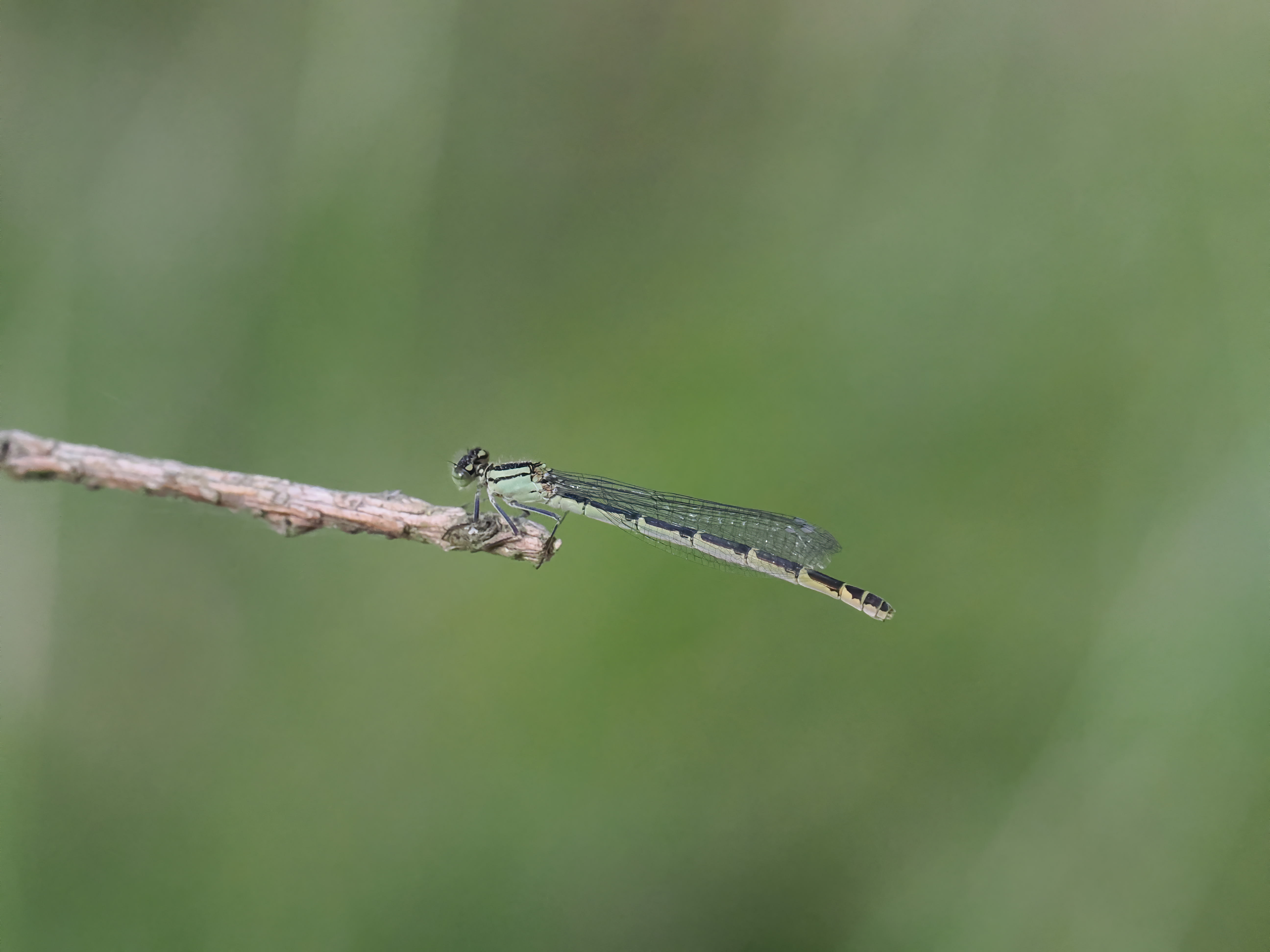 Image from Enallagma cyathigerum album