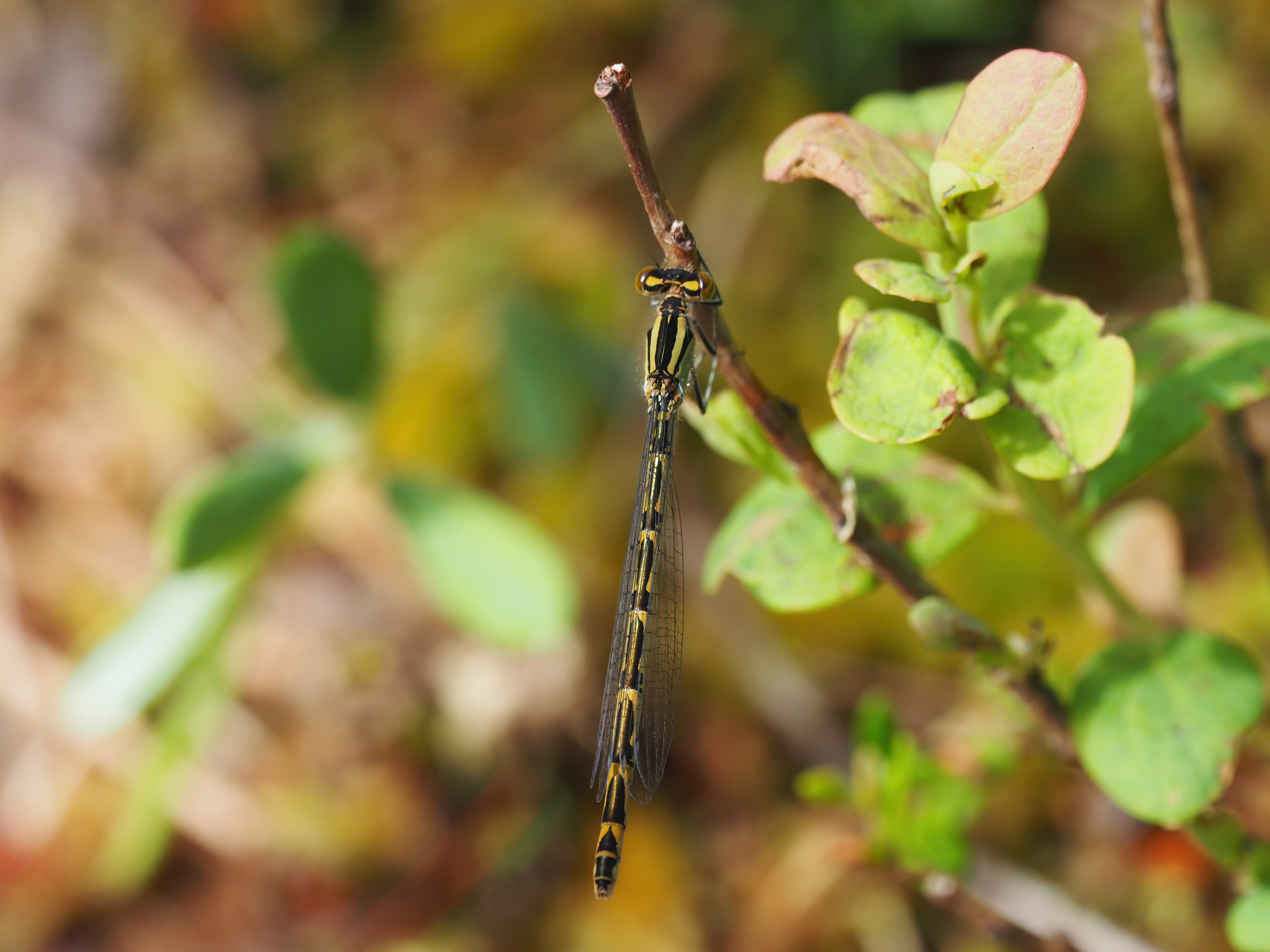 Image from Enallagma cyathigerum album