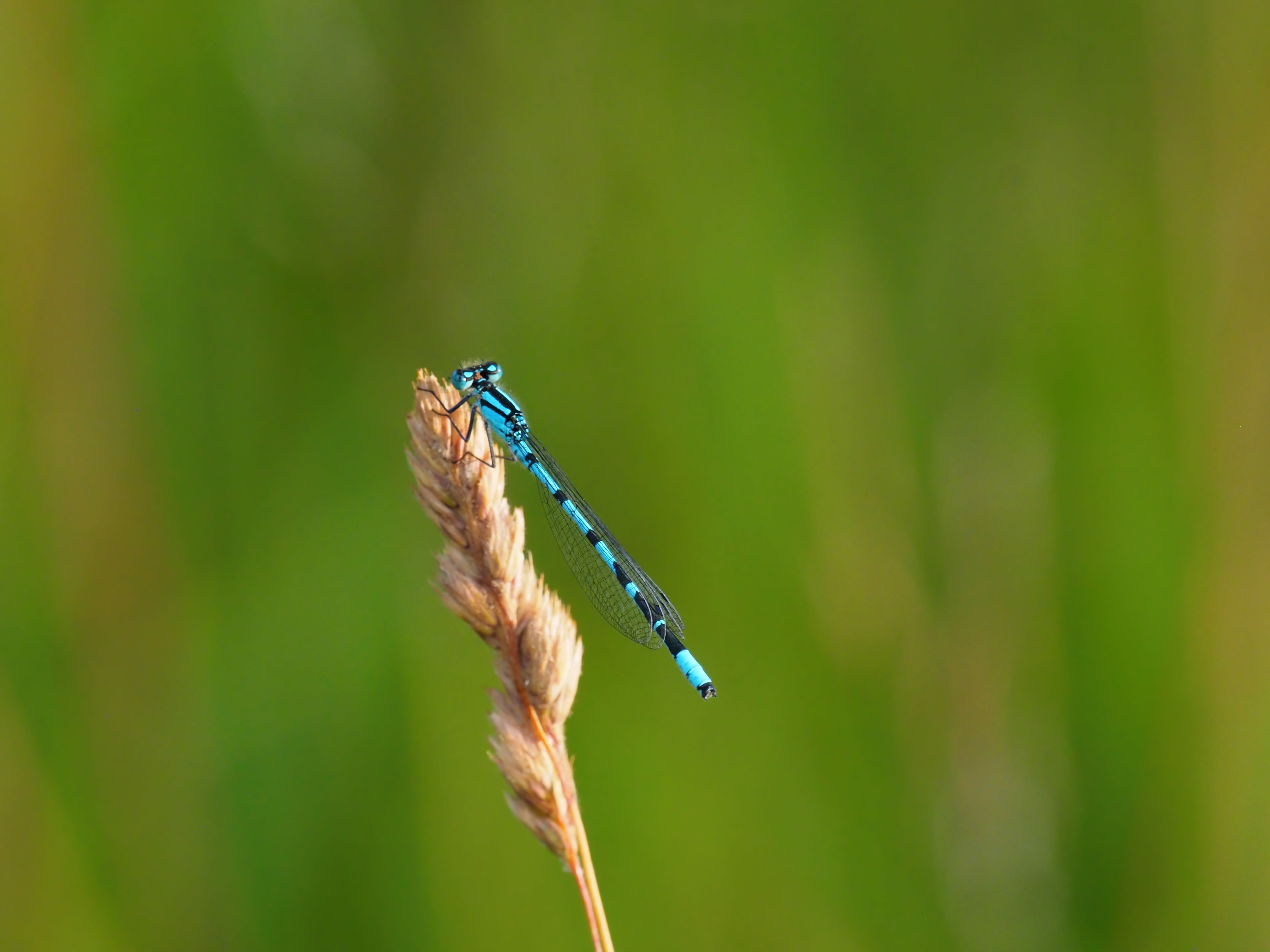 Image from Enallagma cyathigerum album