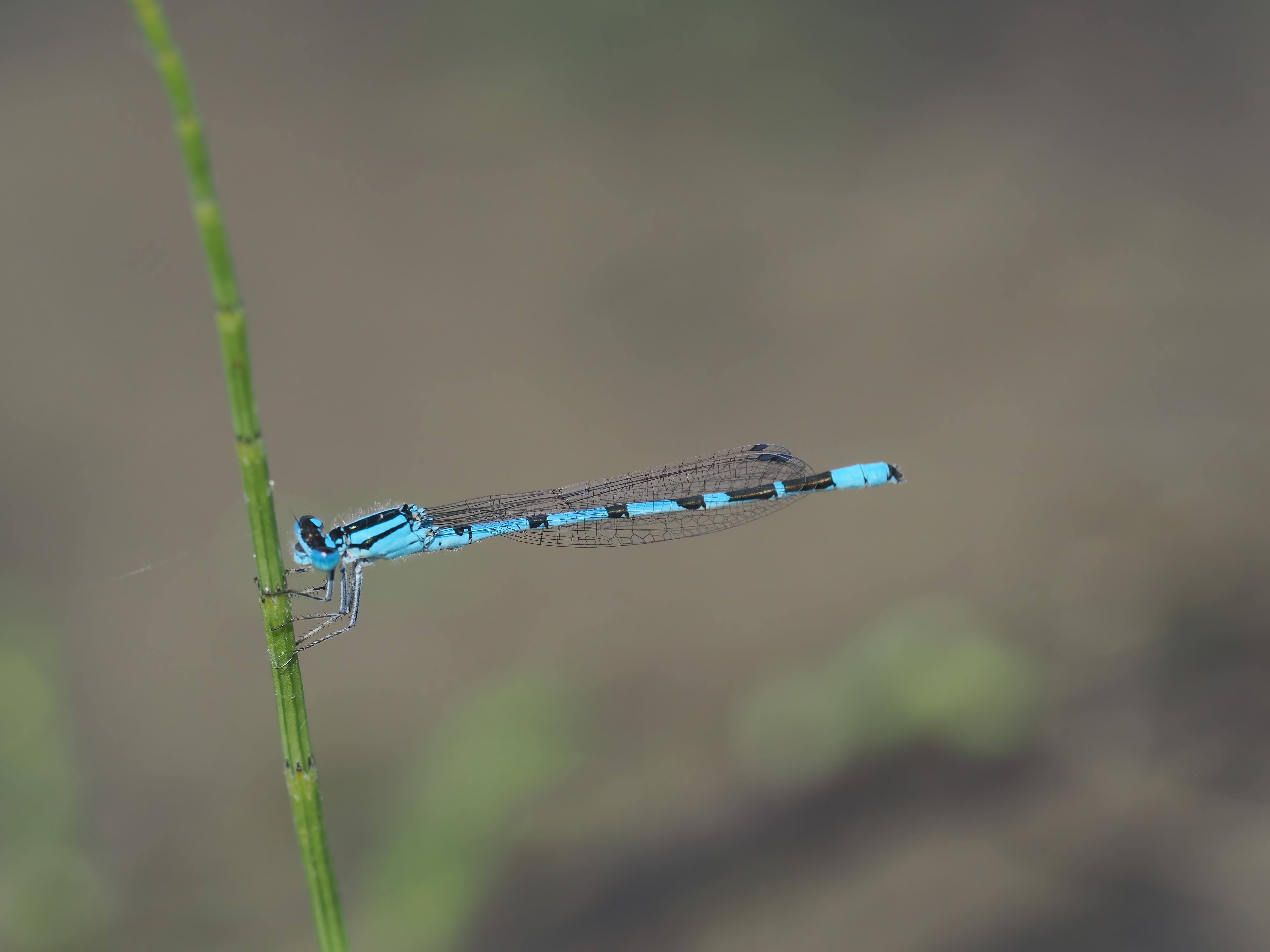 Image from Enallagma cyathigerum album