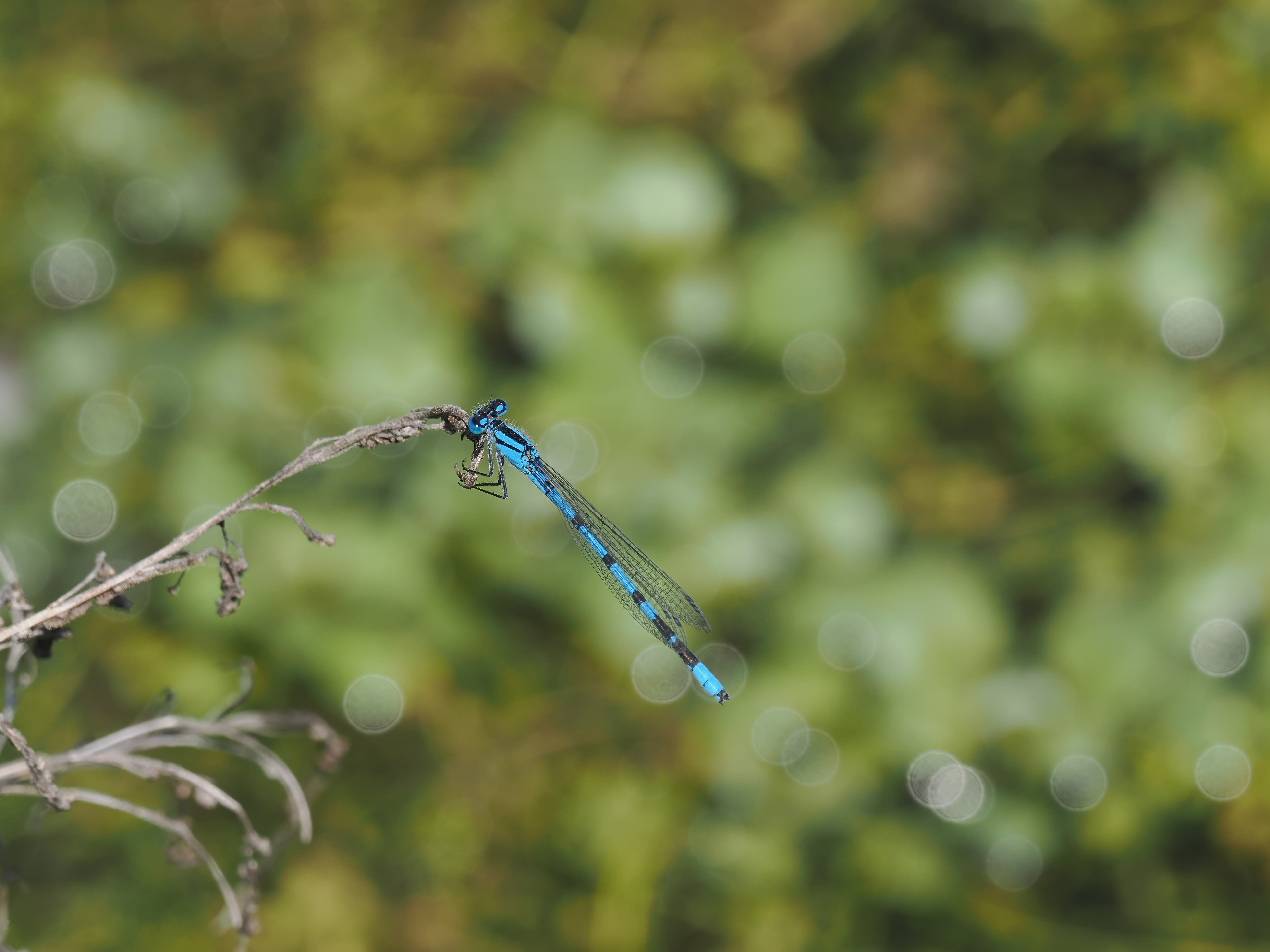 Image from Enallagma cyathigerum album