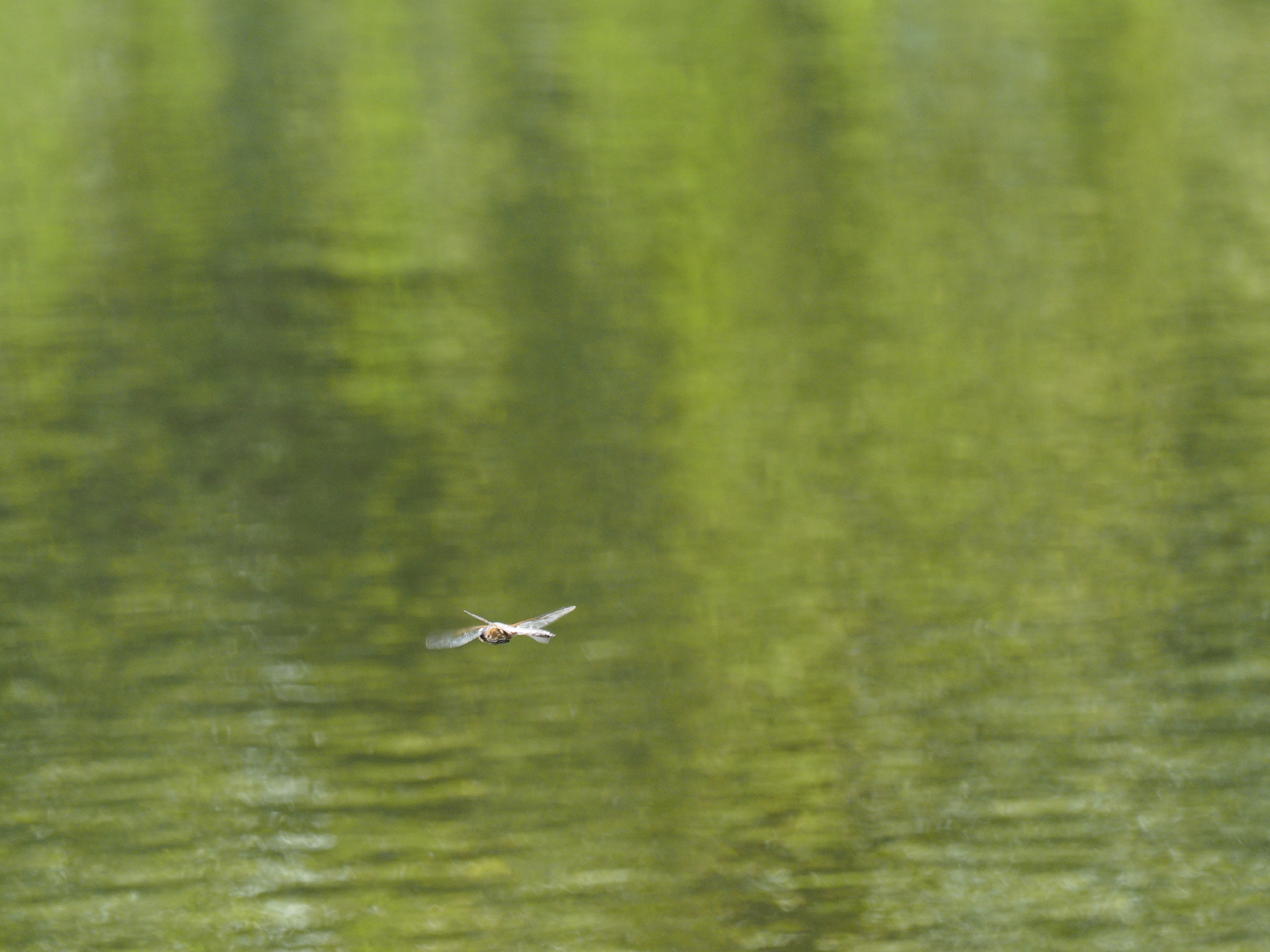 Image from Epitheca bimaculata album