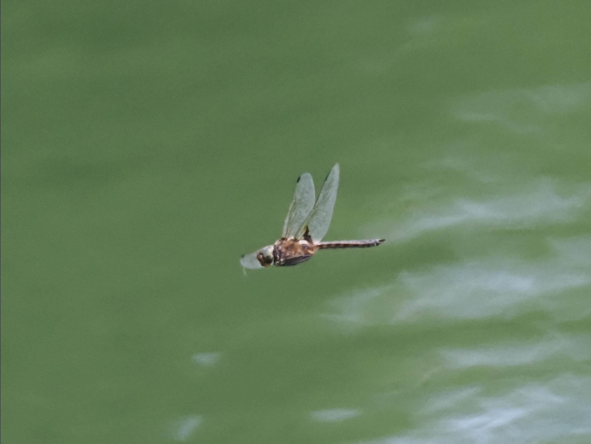 Image from Epitheca bimaculata album