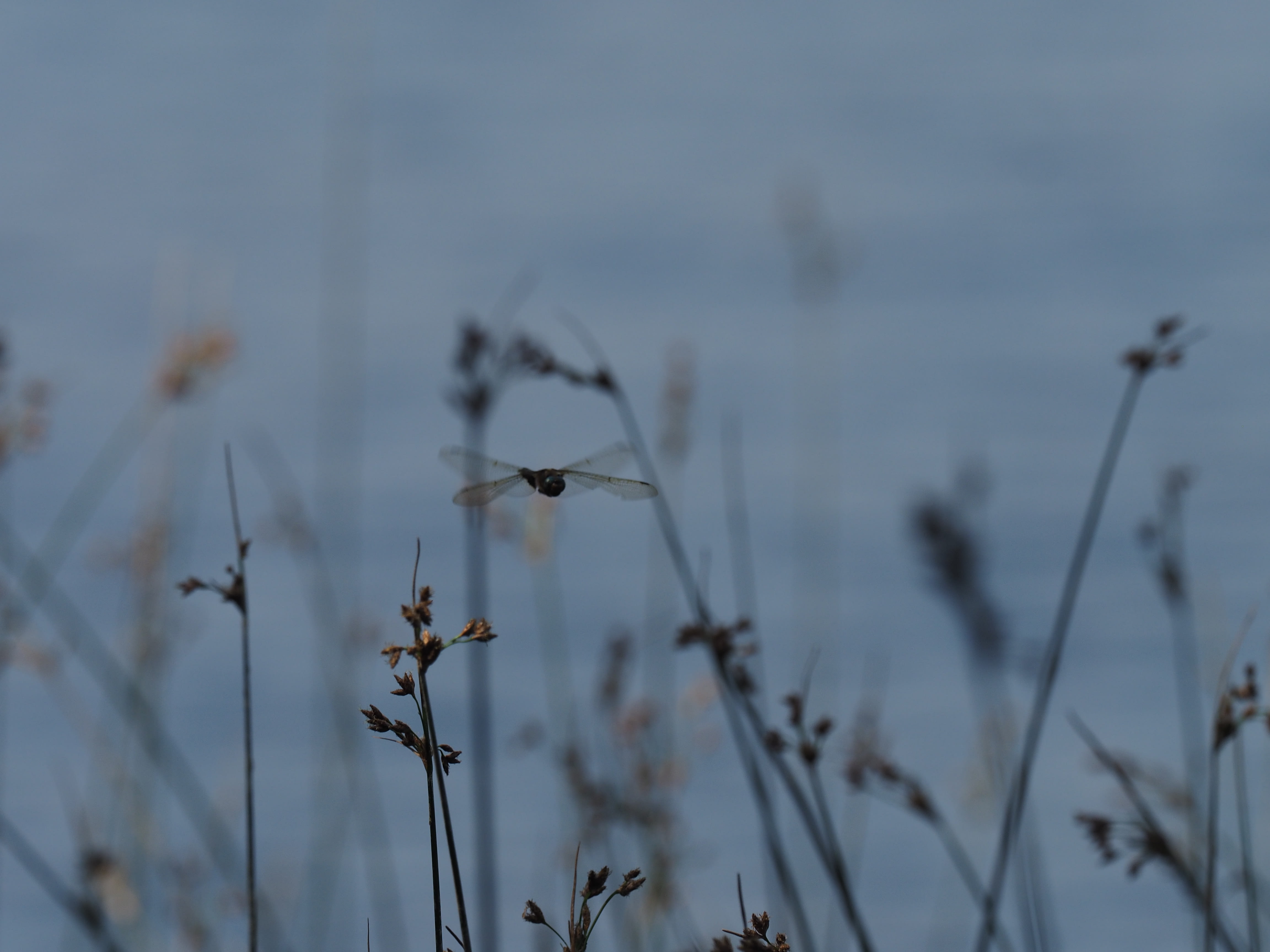 Image from Epitheca bimaculata album