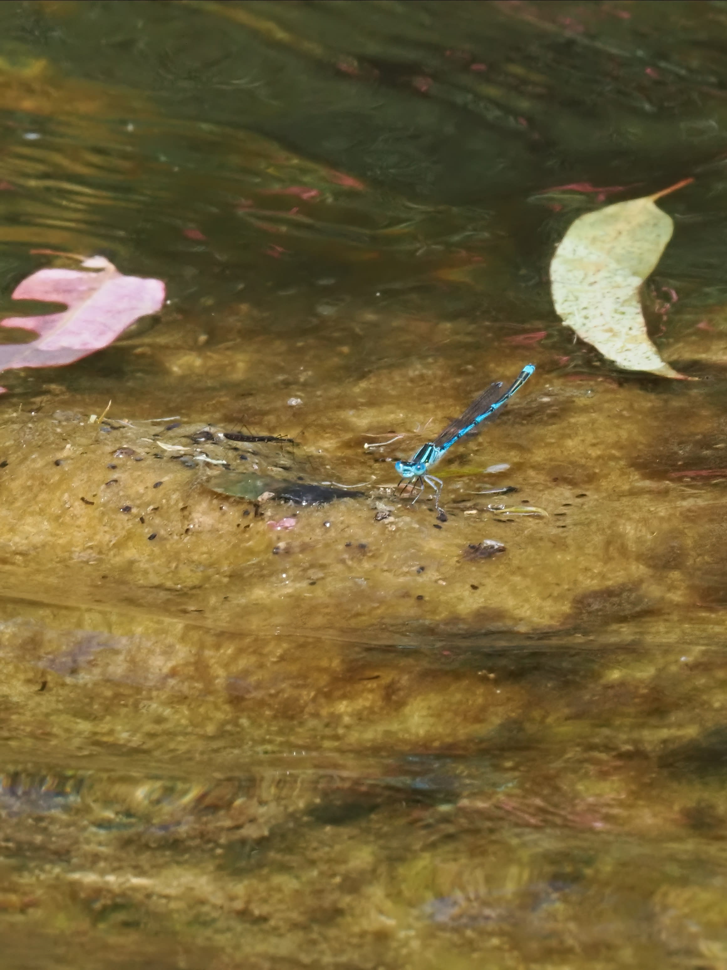 Image from Erythromma lindenii album