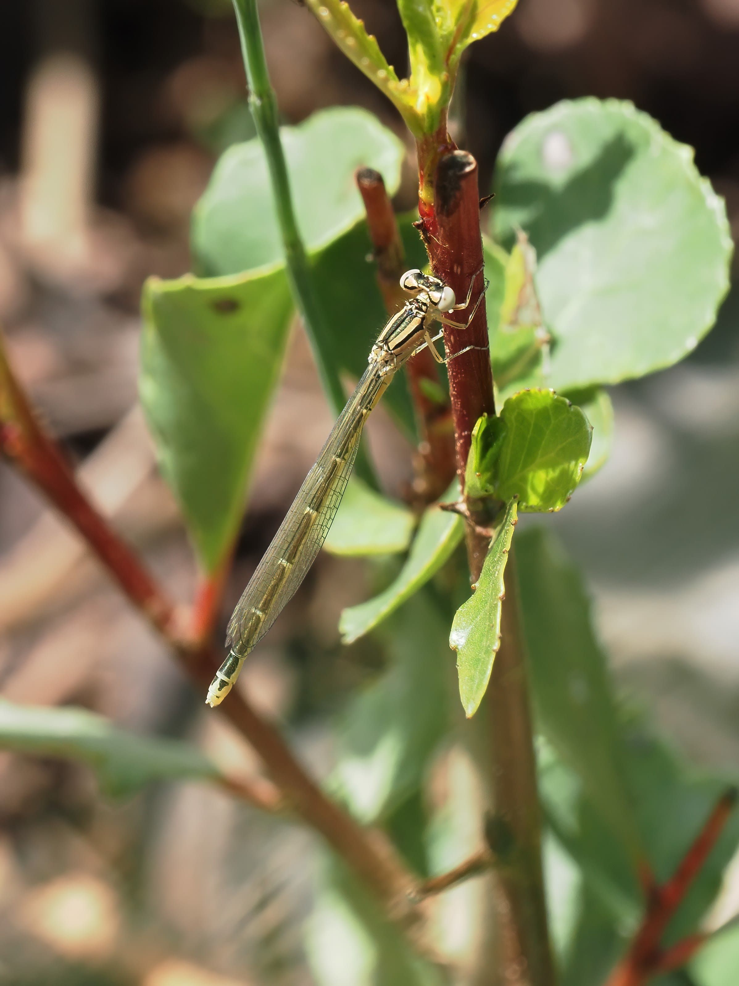 Image from Erythromma lindenii album