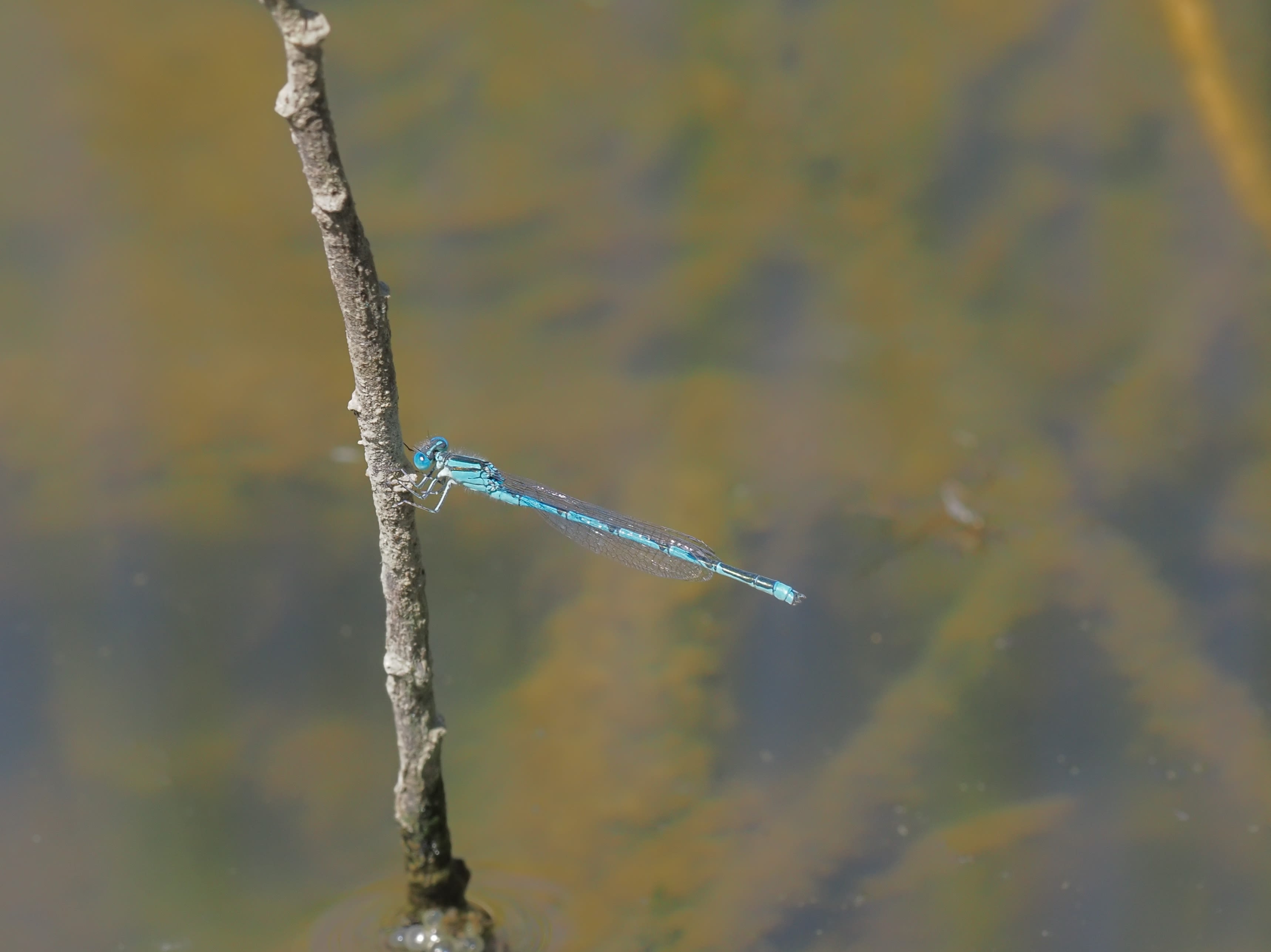 Image from Erythromma lindenii album