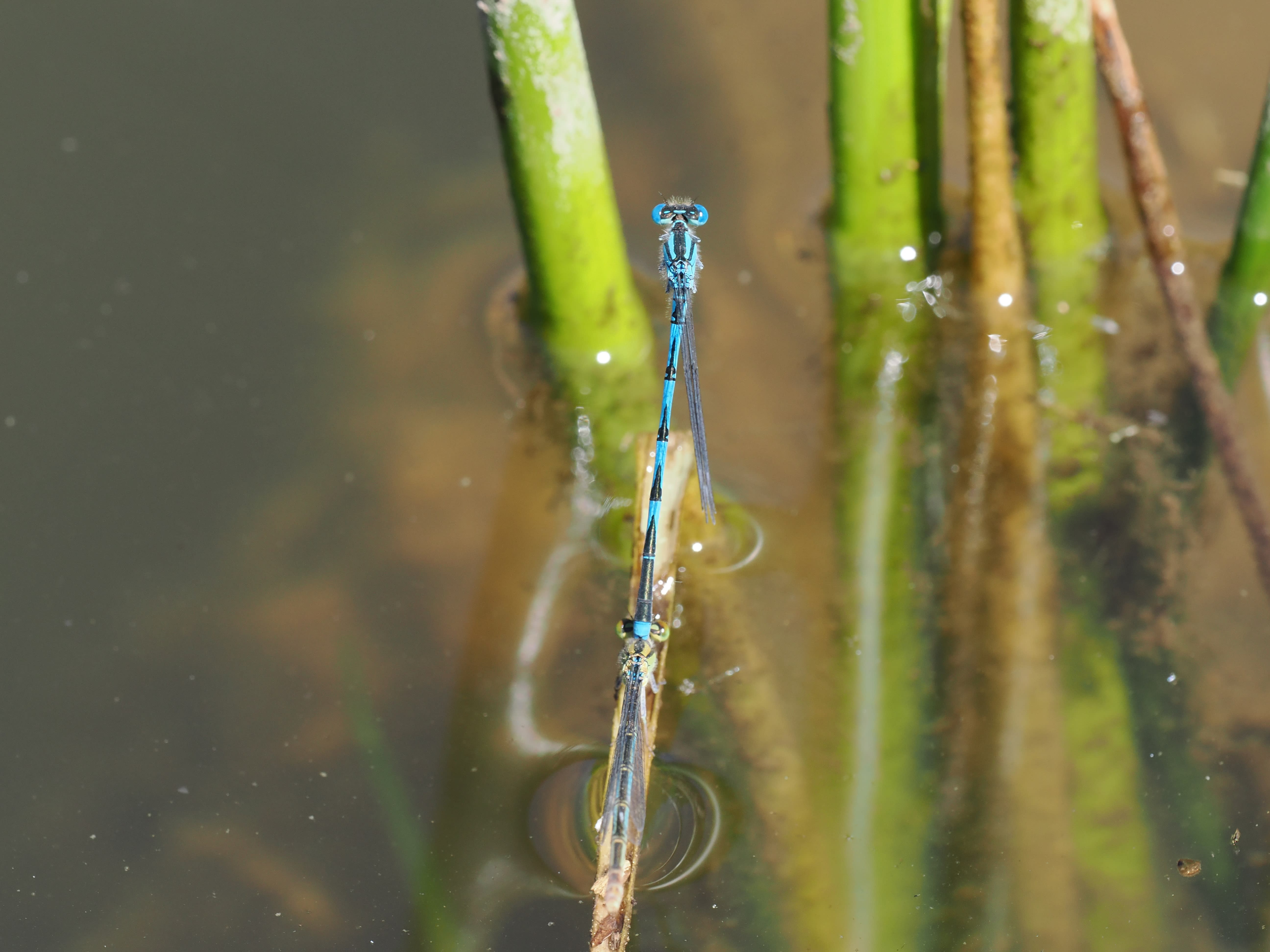 Image from Erythromma lindenii album