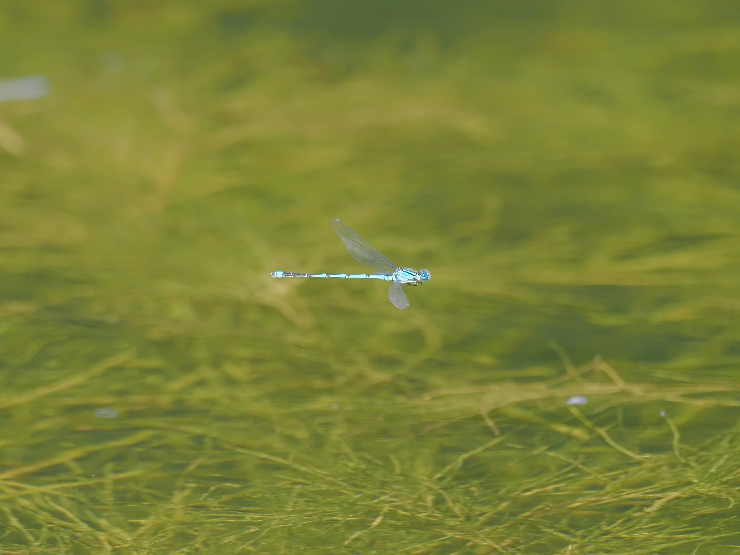 Image from Erythromma lindenii album