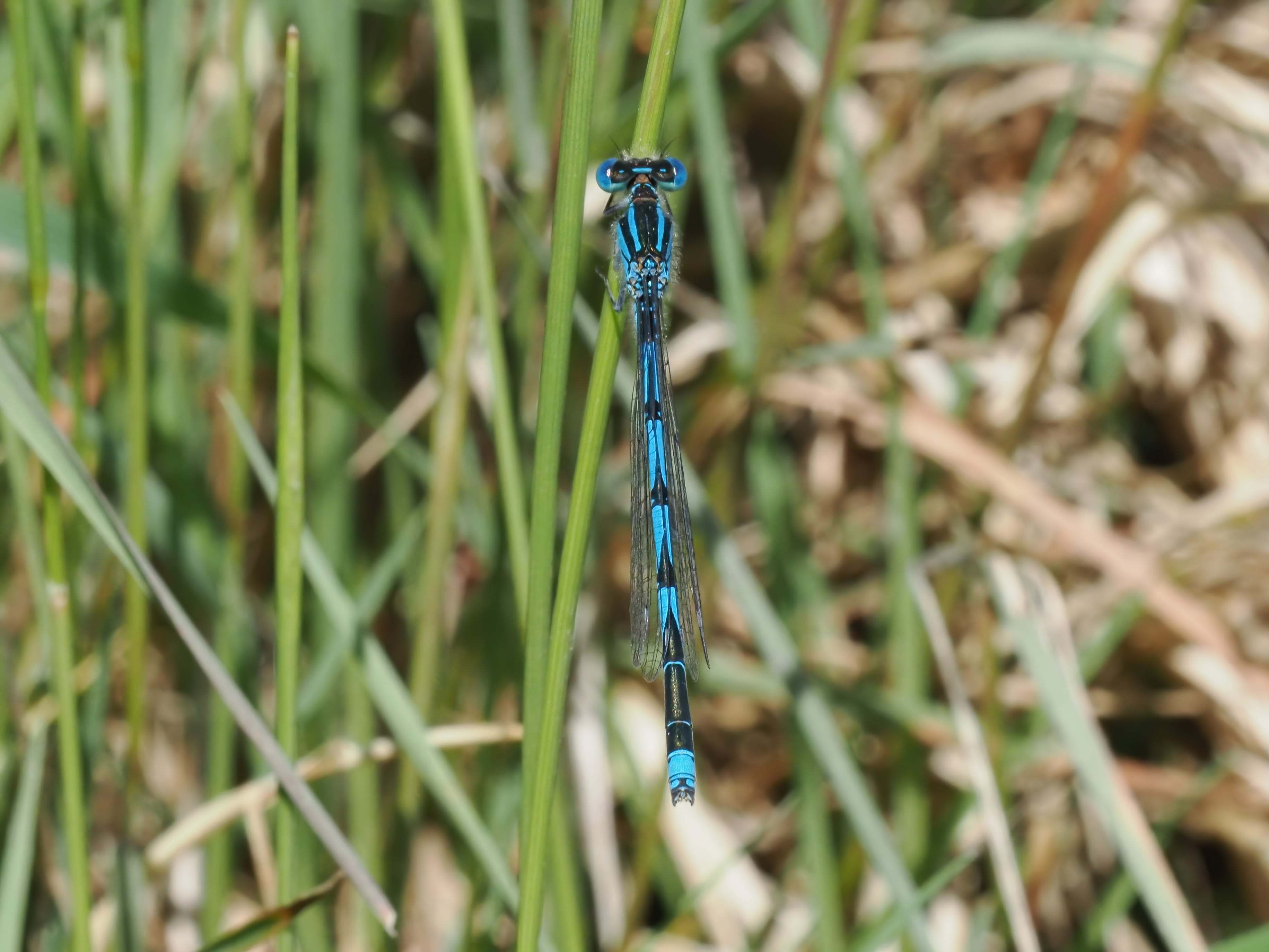 Image from Erythromma lindenii album