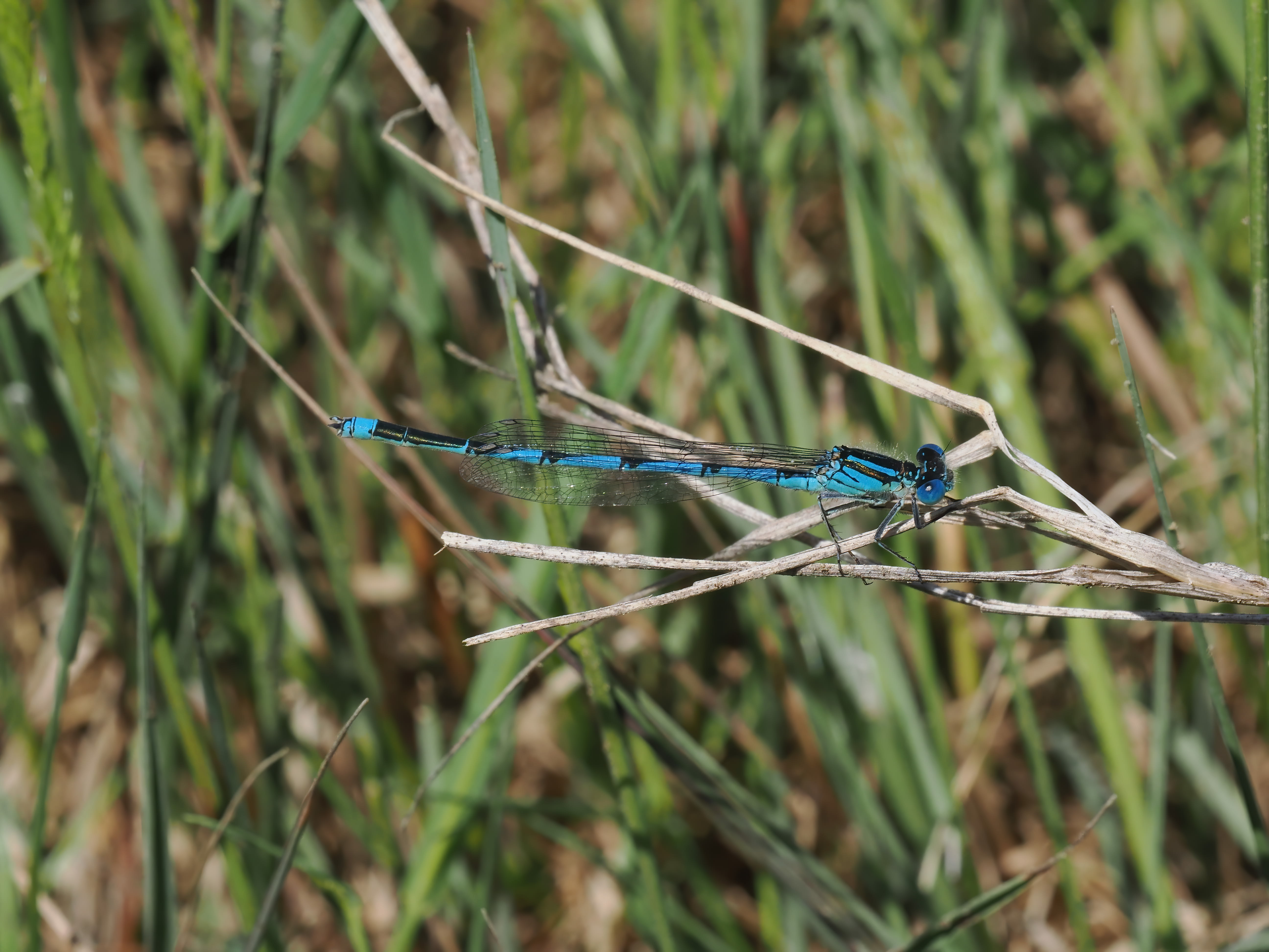 Image from Erythromma lindenii album