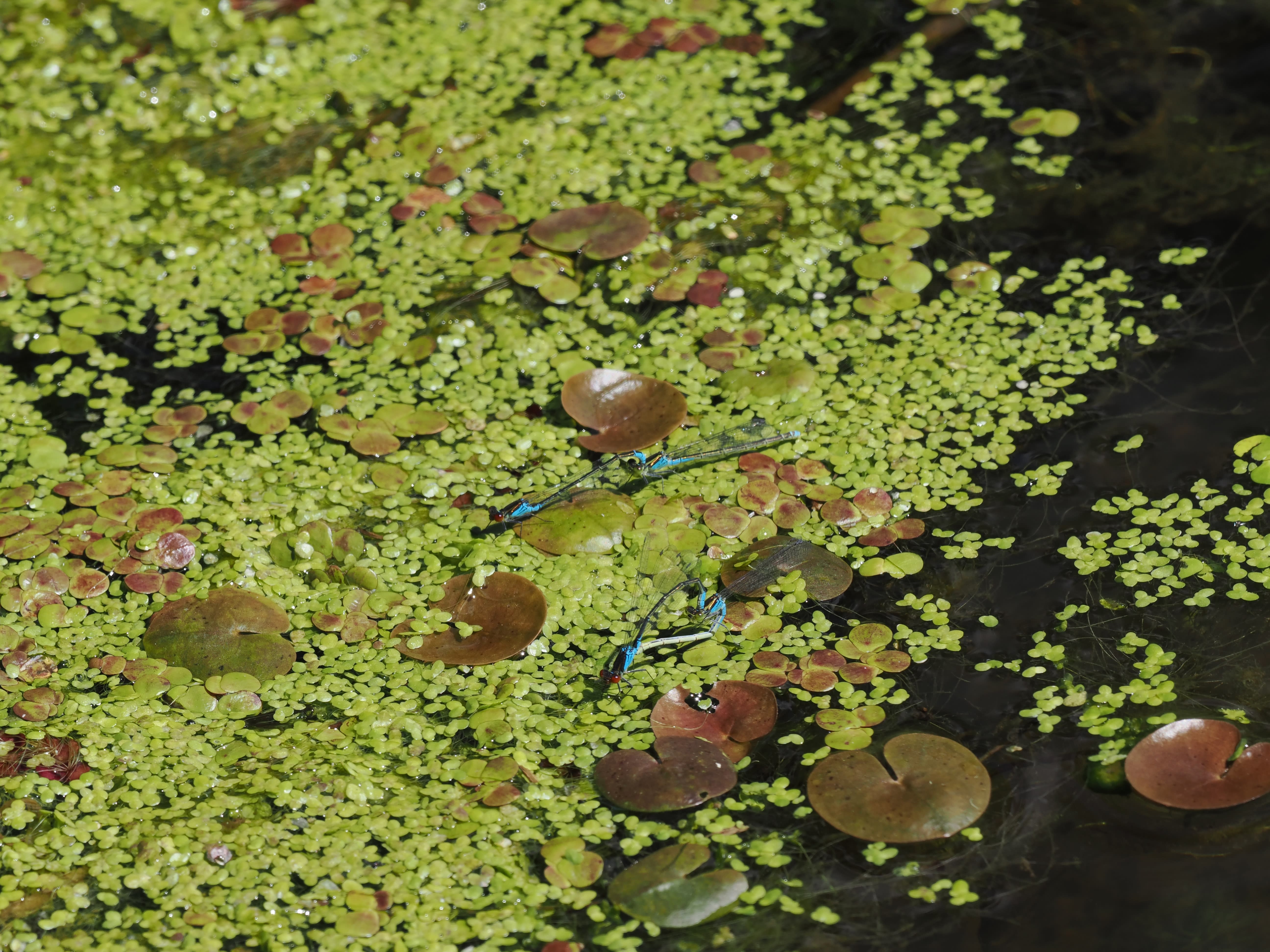 Erythromma viridulum — Small red-eyed damselfly. Oxelösund, Södermanland, Sweden. 2026.