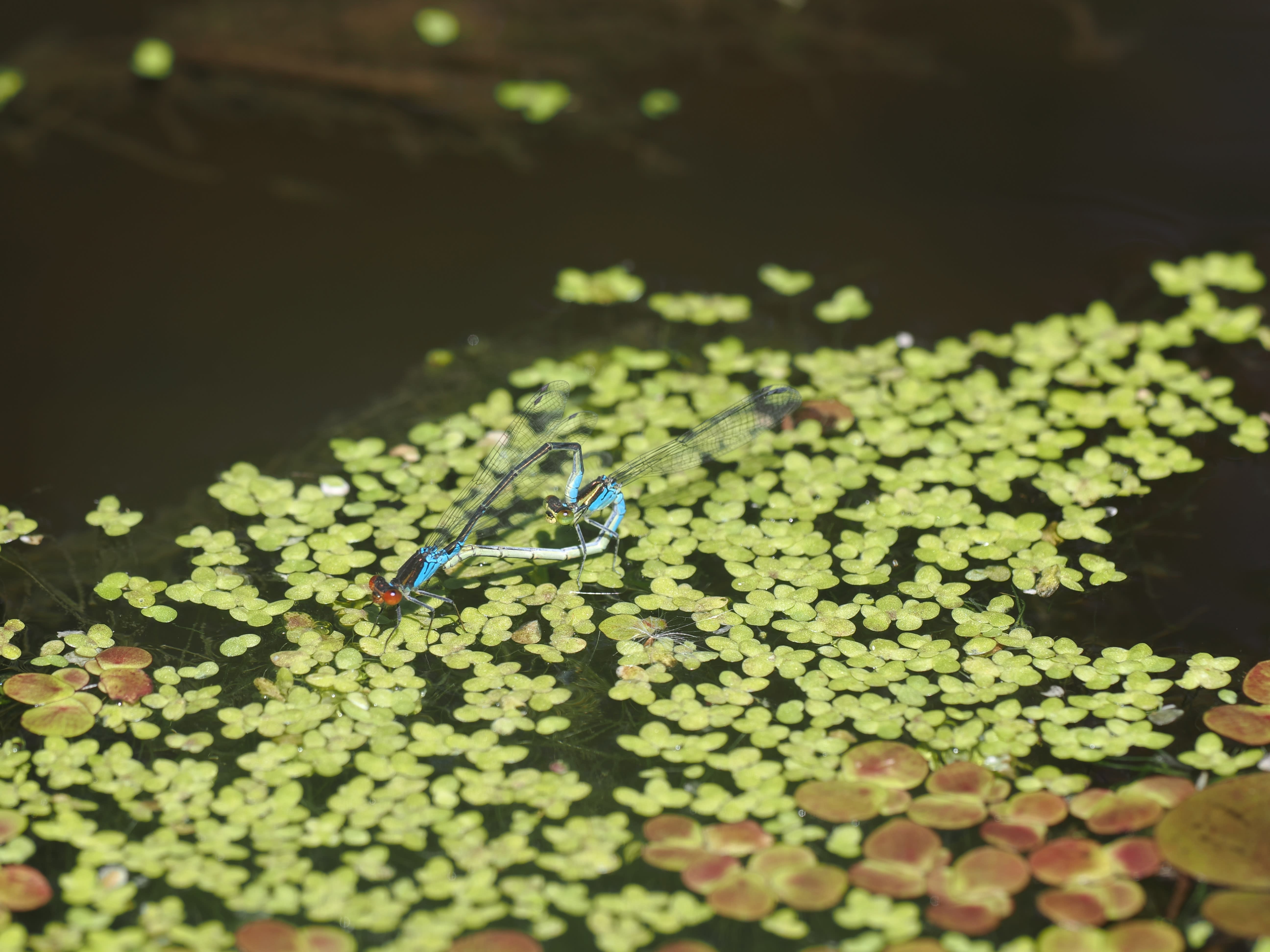 Erythromma viridulum — Small red-eyed damselfly. Oxelösund, Södermanland, Sweden. 2026.