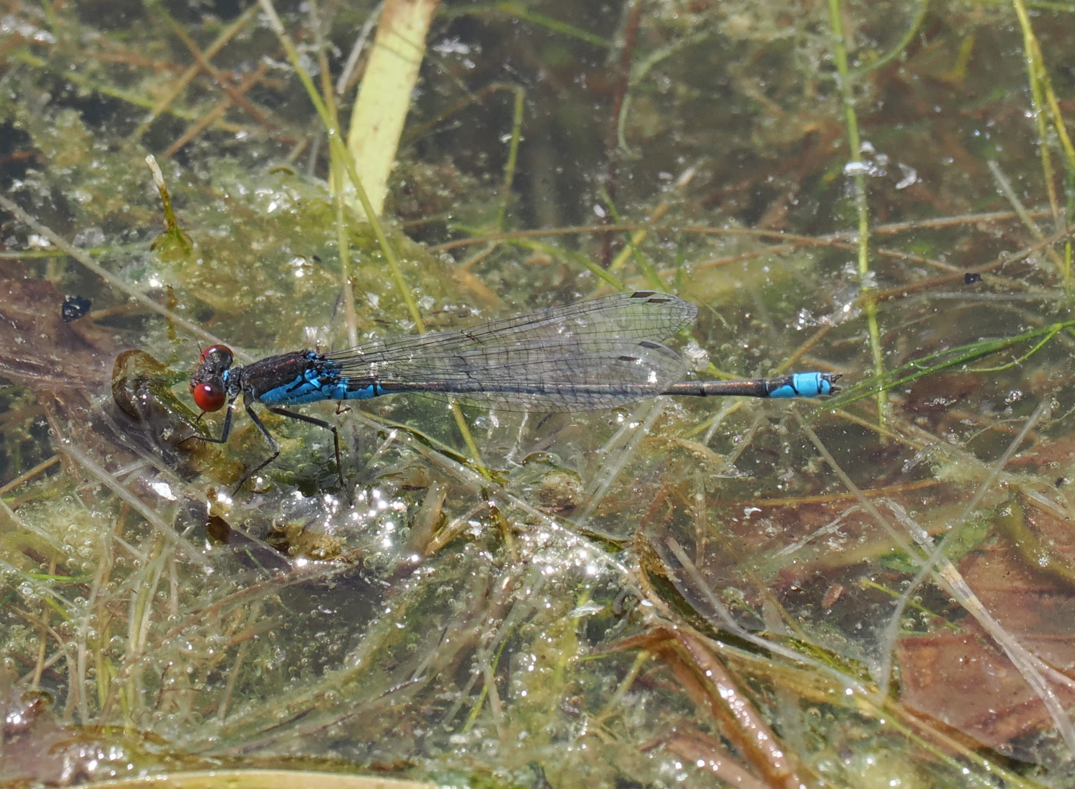 Image from Erythromma viridulum album