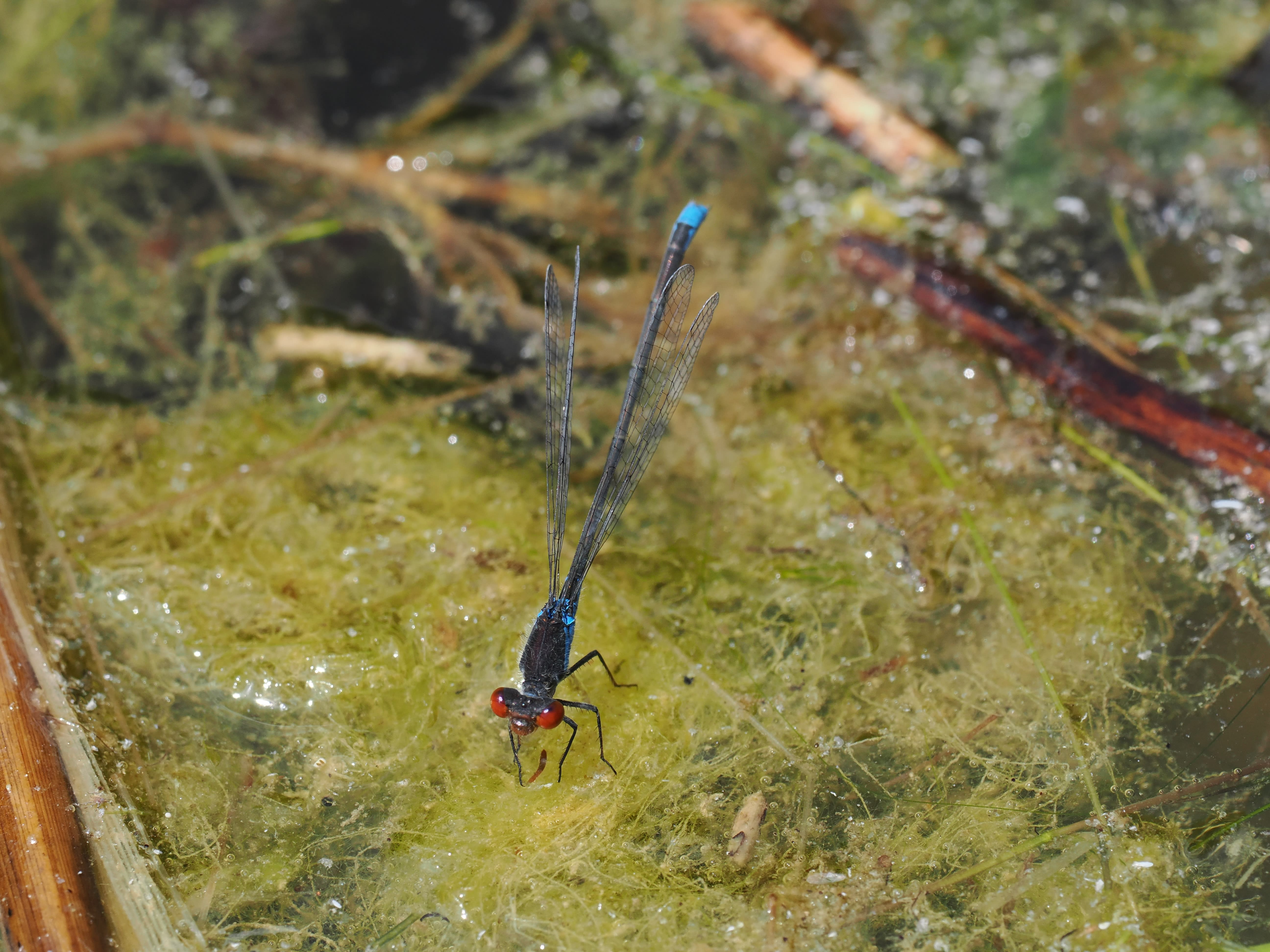 Image from Erythromma viridulum album