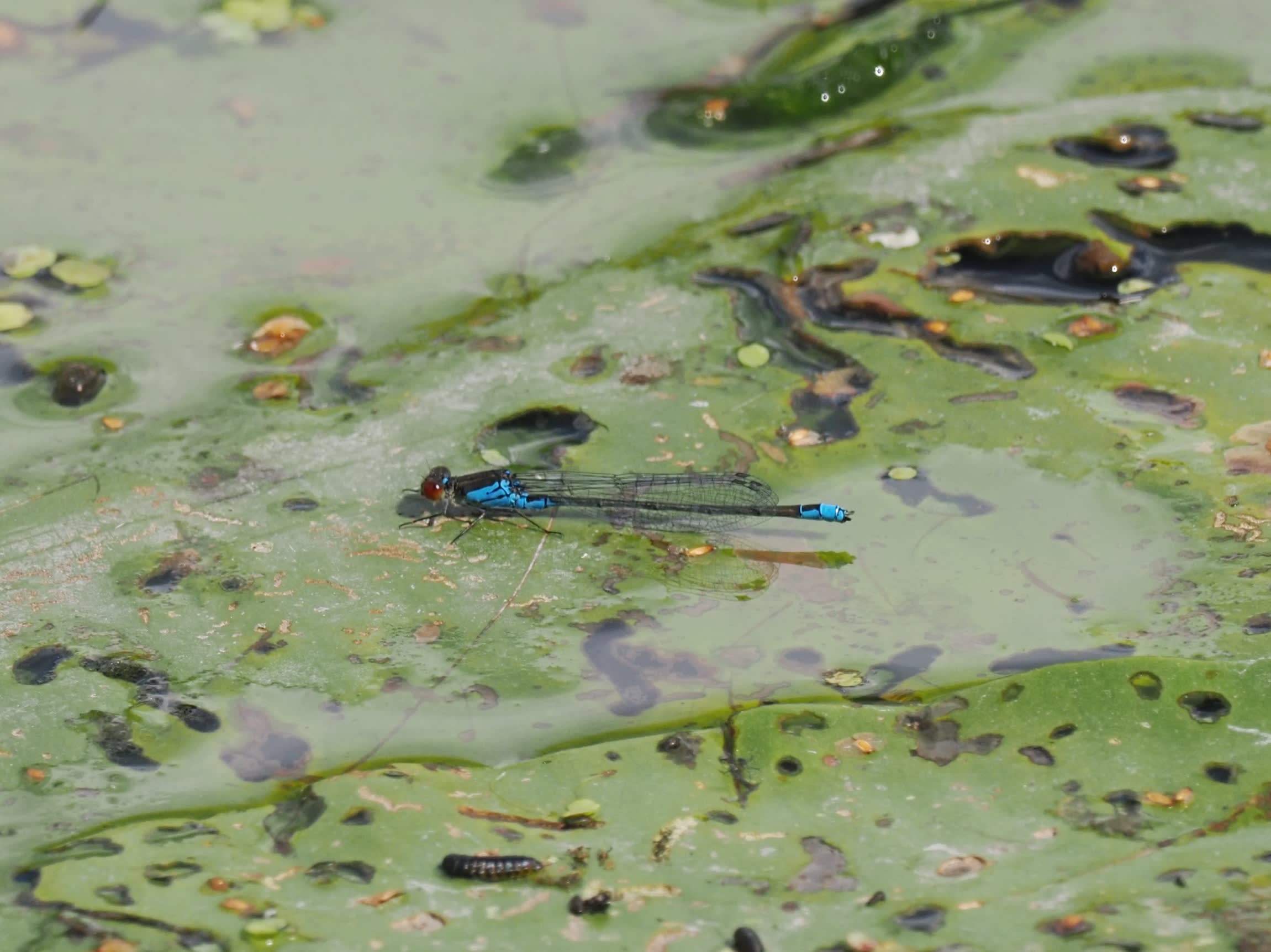 Image from Erythromma viridulum album