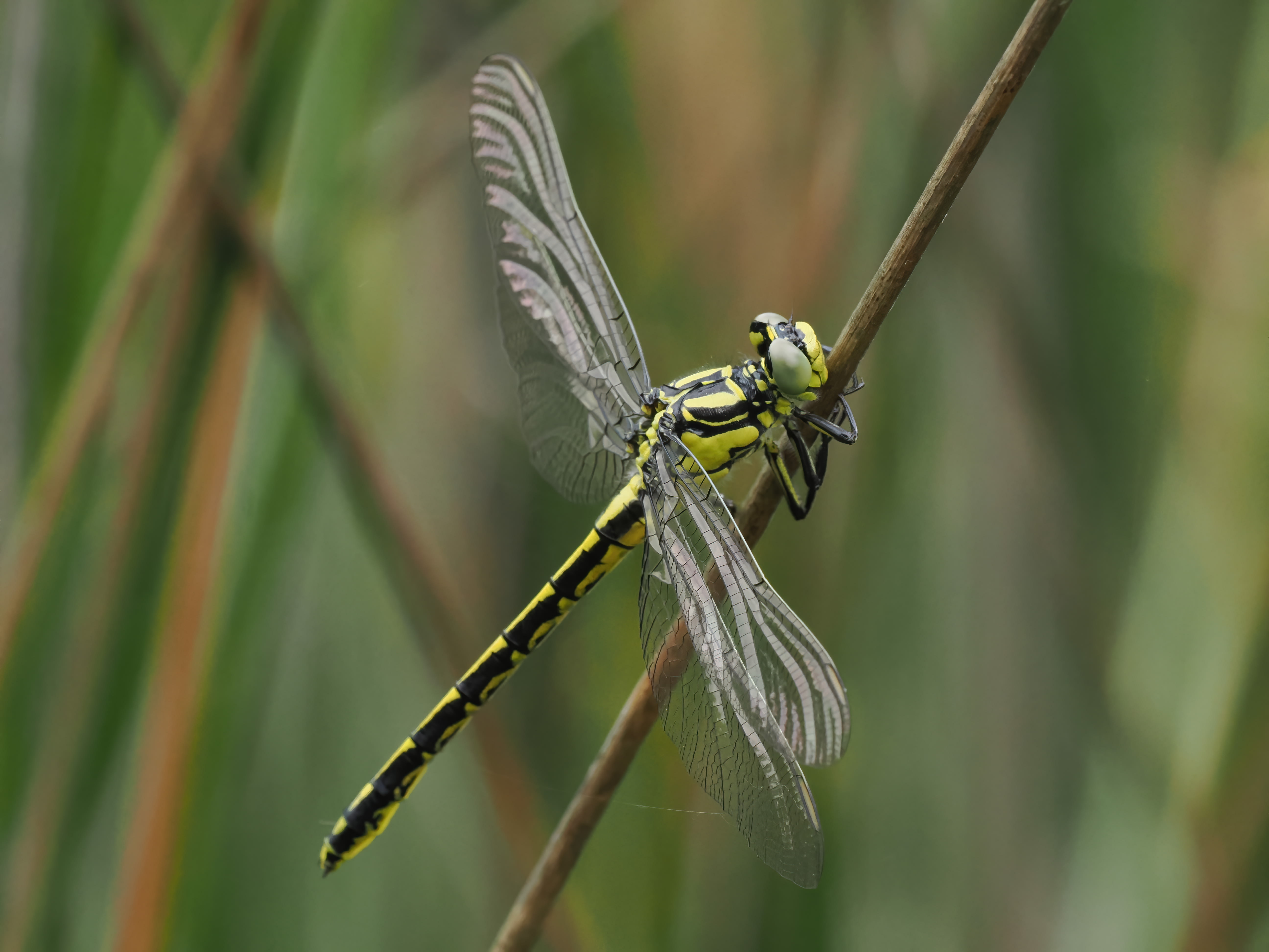 Image from Gomphus graslinii album