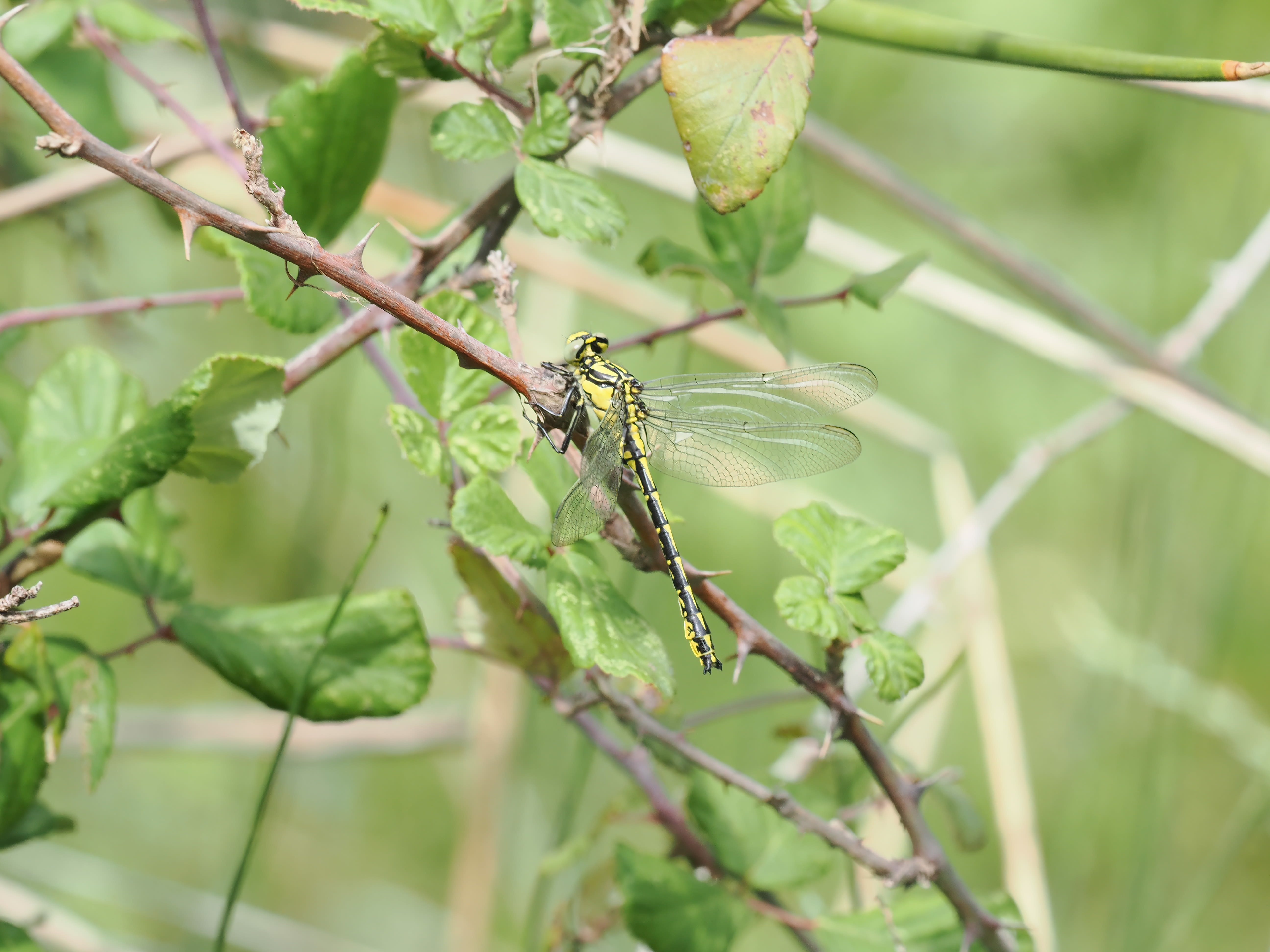 Image from Gomphus graslinii album