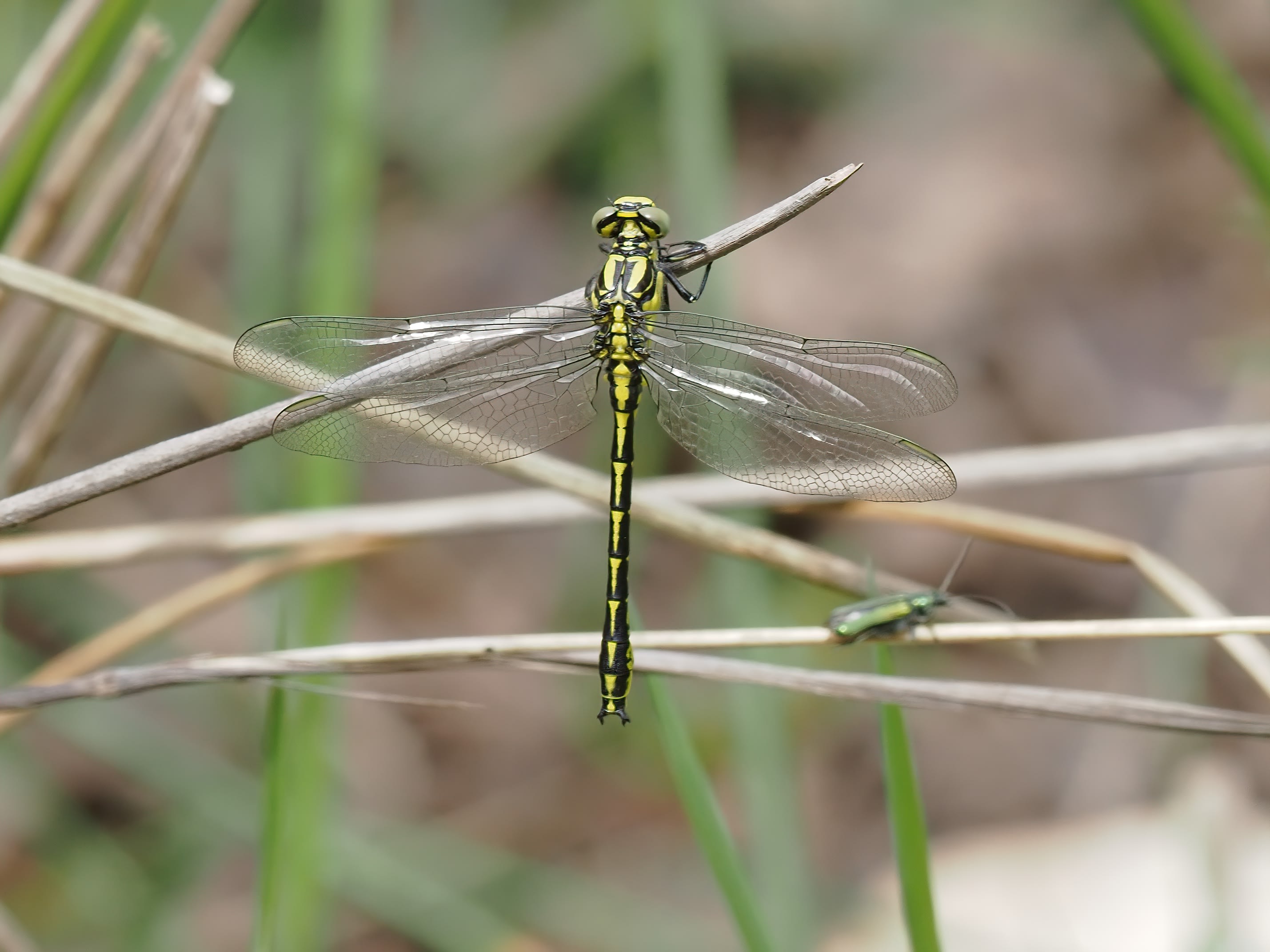 Image from Gomphus graslinii album