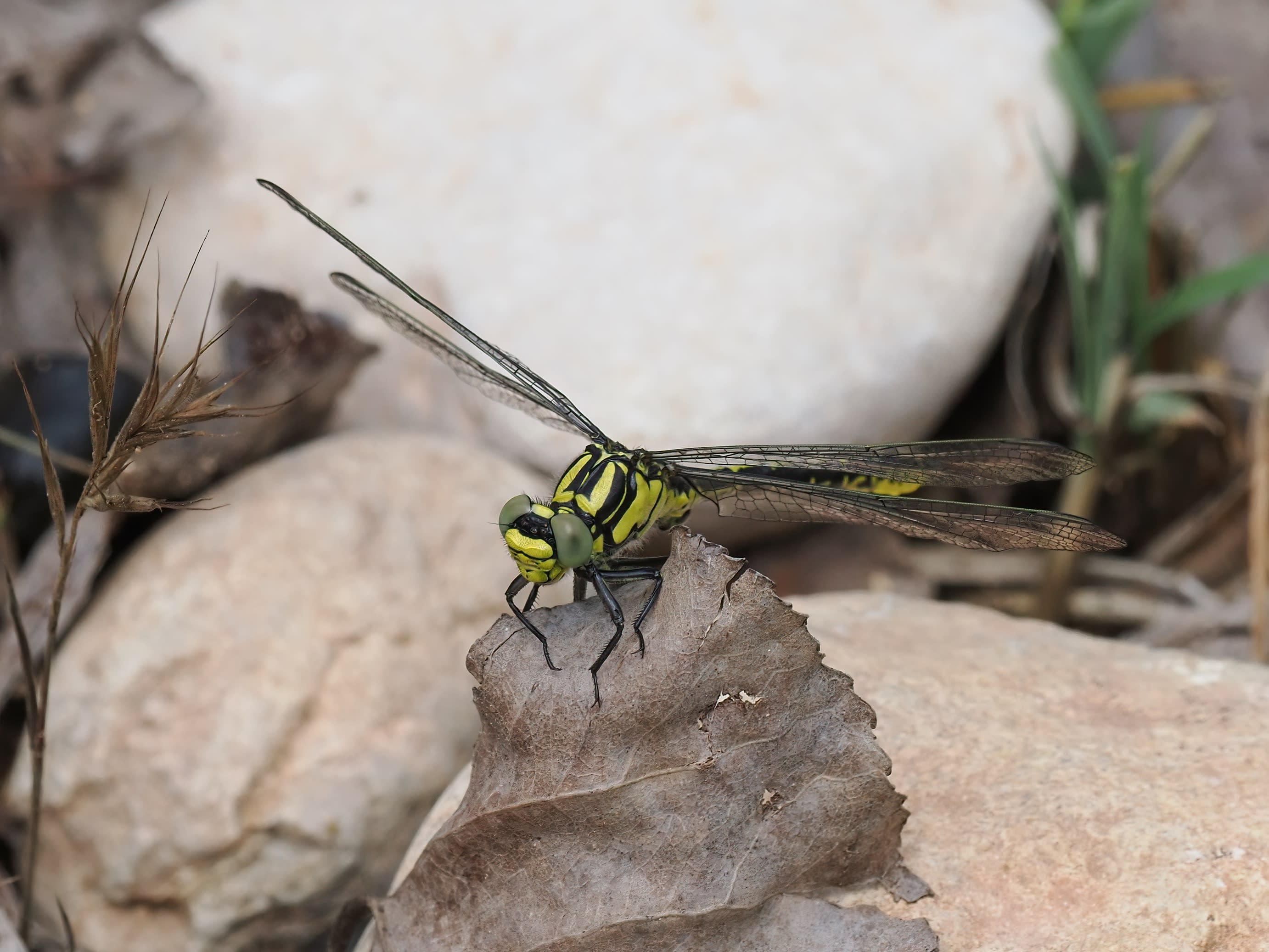 Image from Gomphus graslinii album