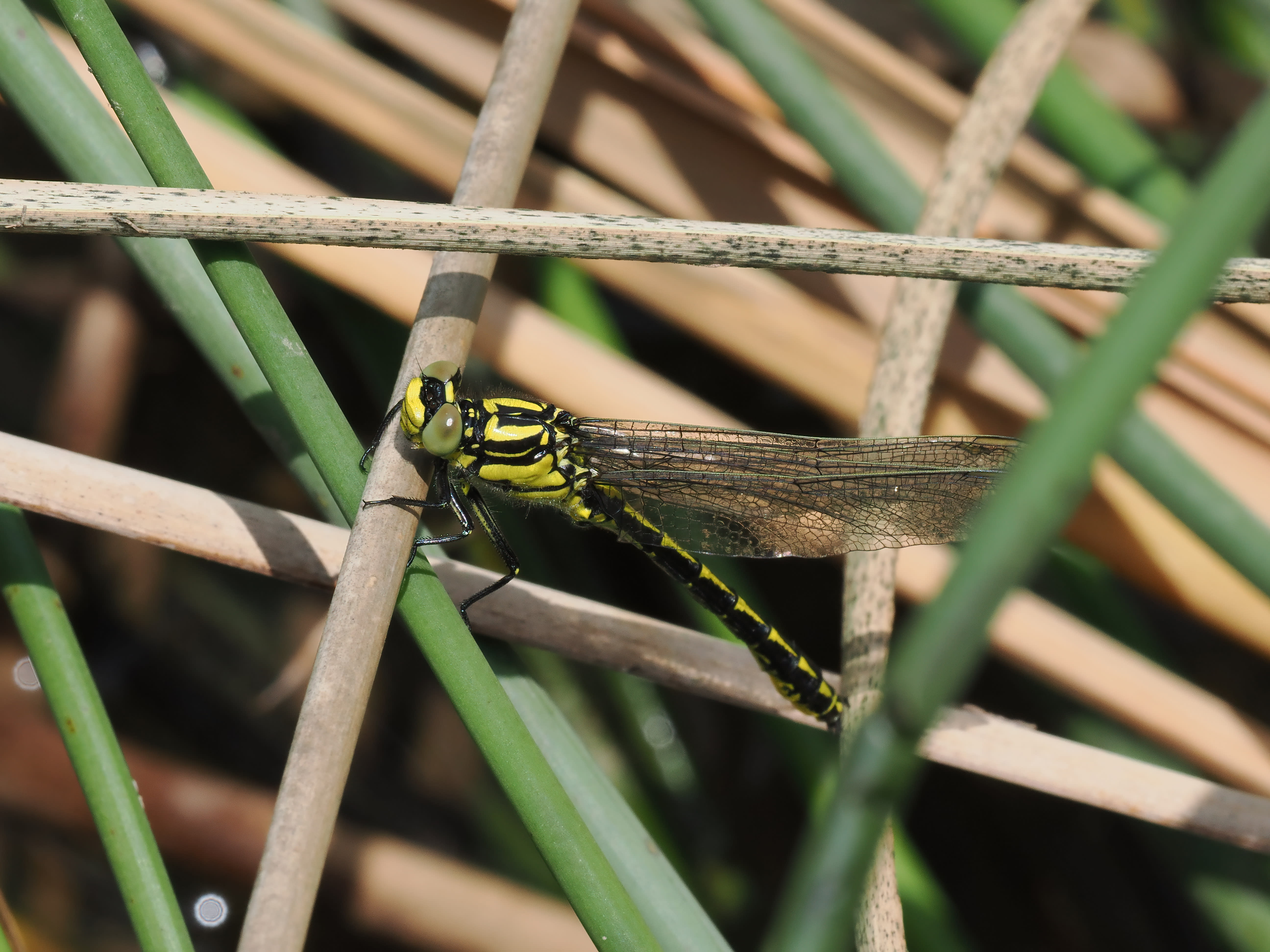 Image from Gomphus graslinii album