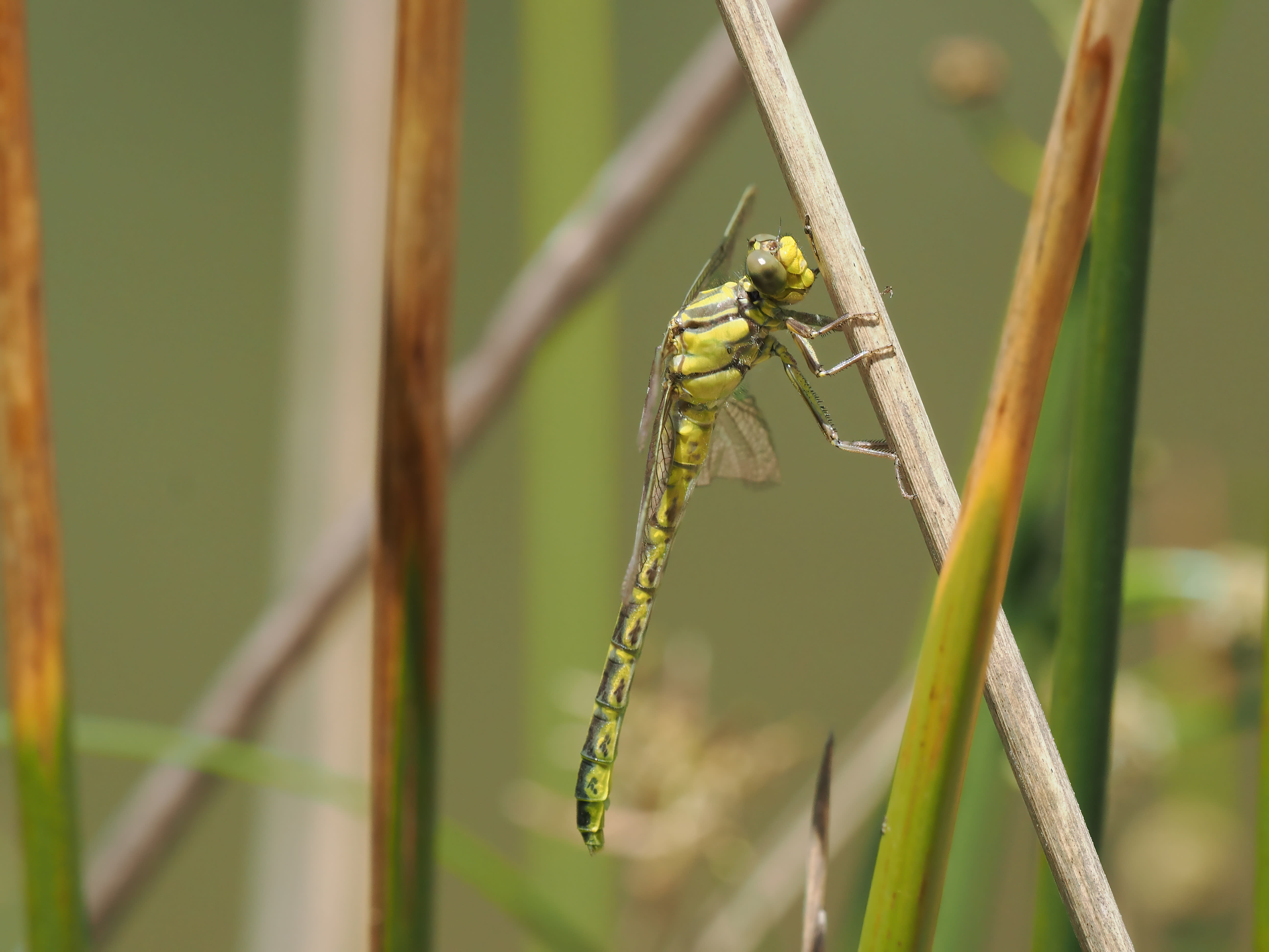 Image from Gomphus graslinii album