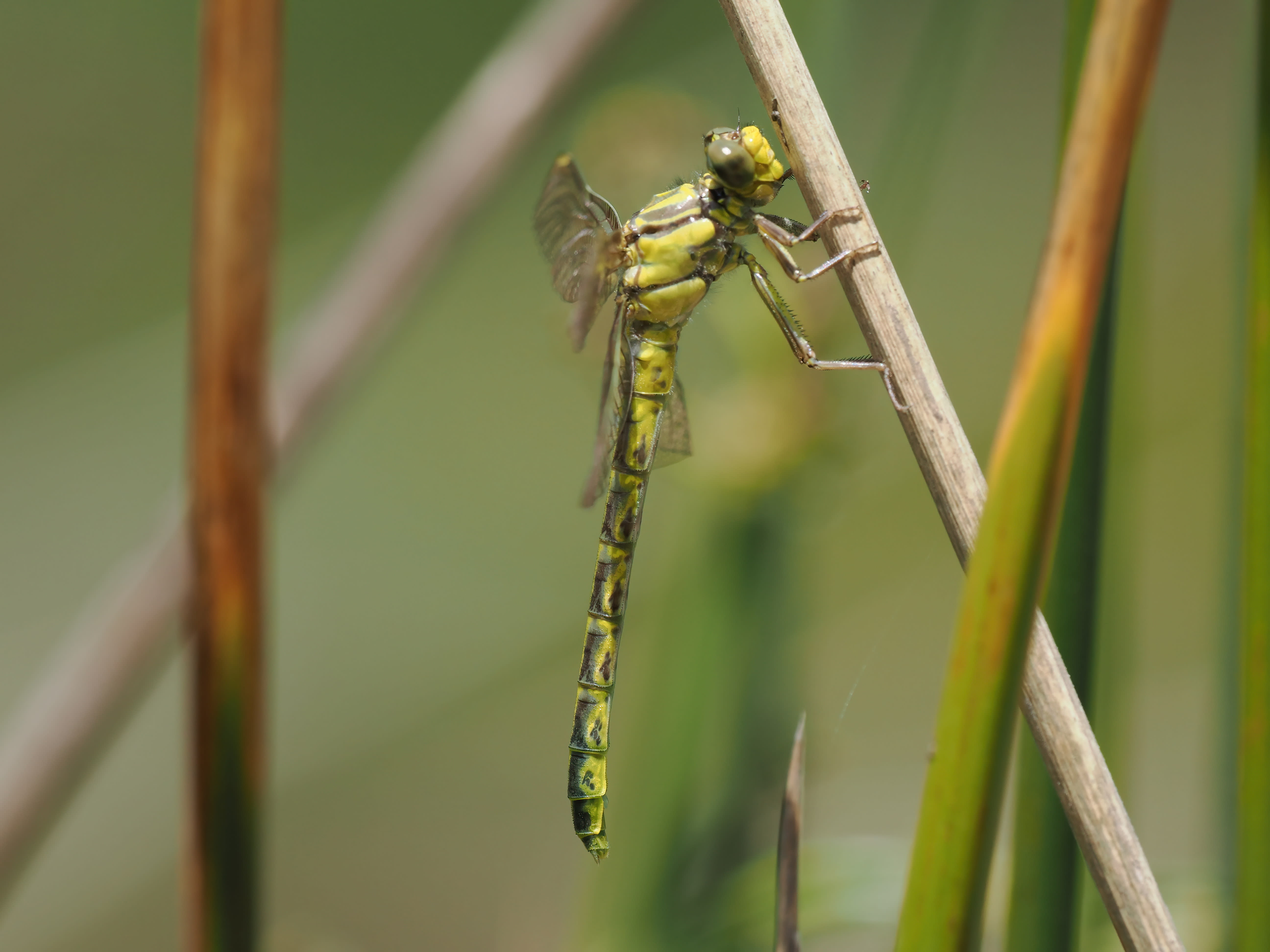 Image from Gomphus graslinii album