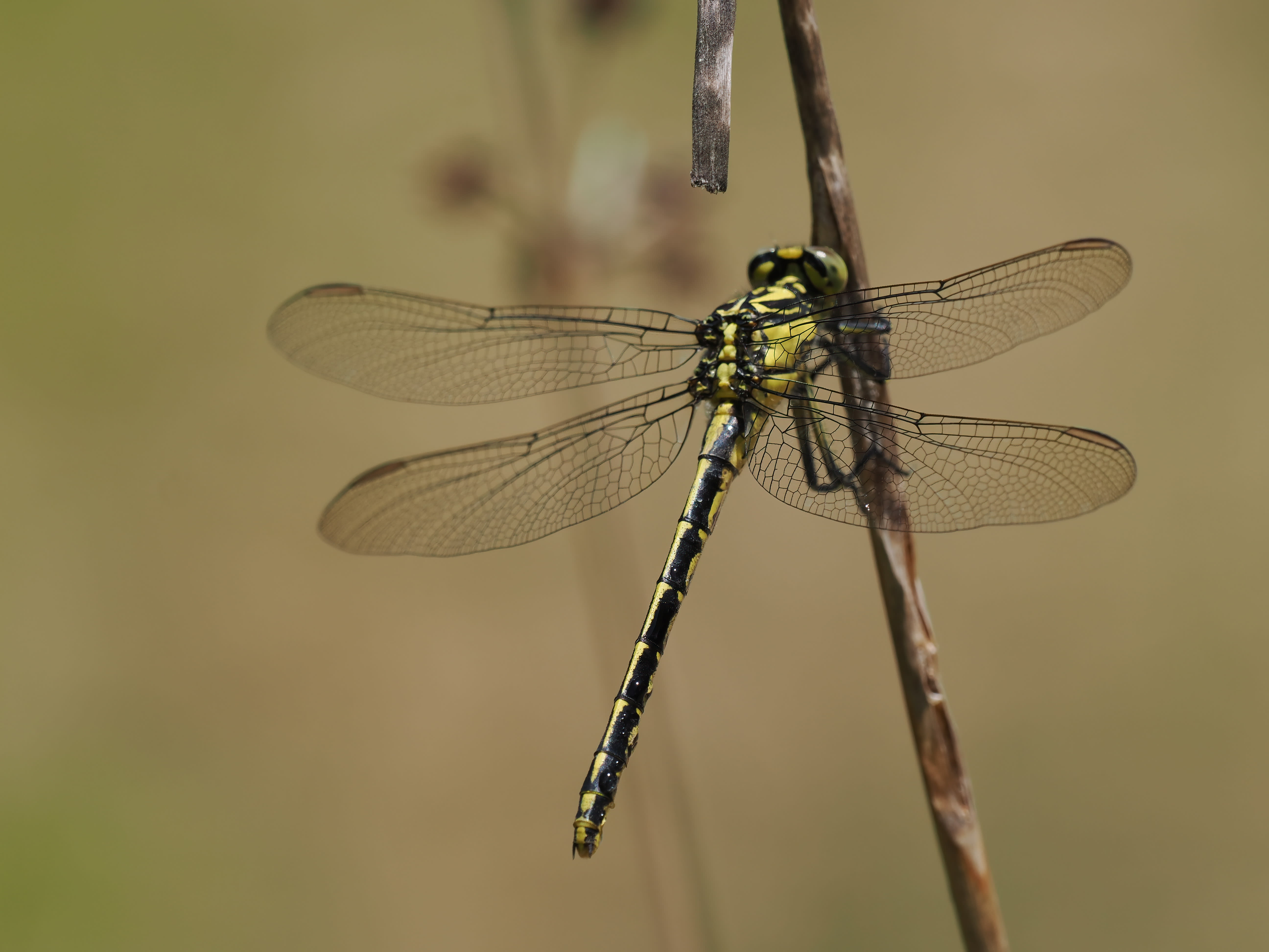 Image from Gomphus pulchellus album