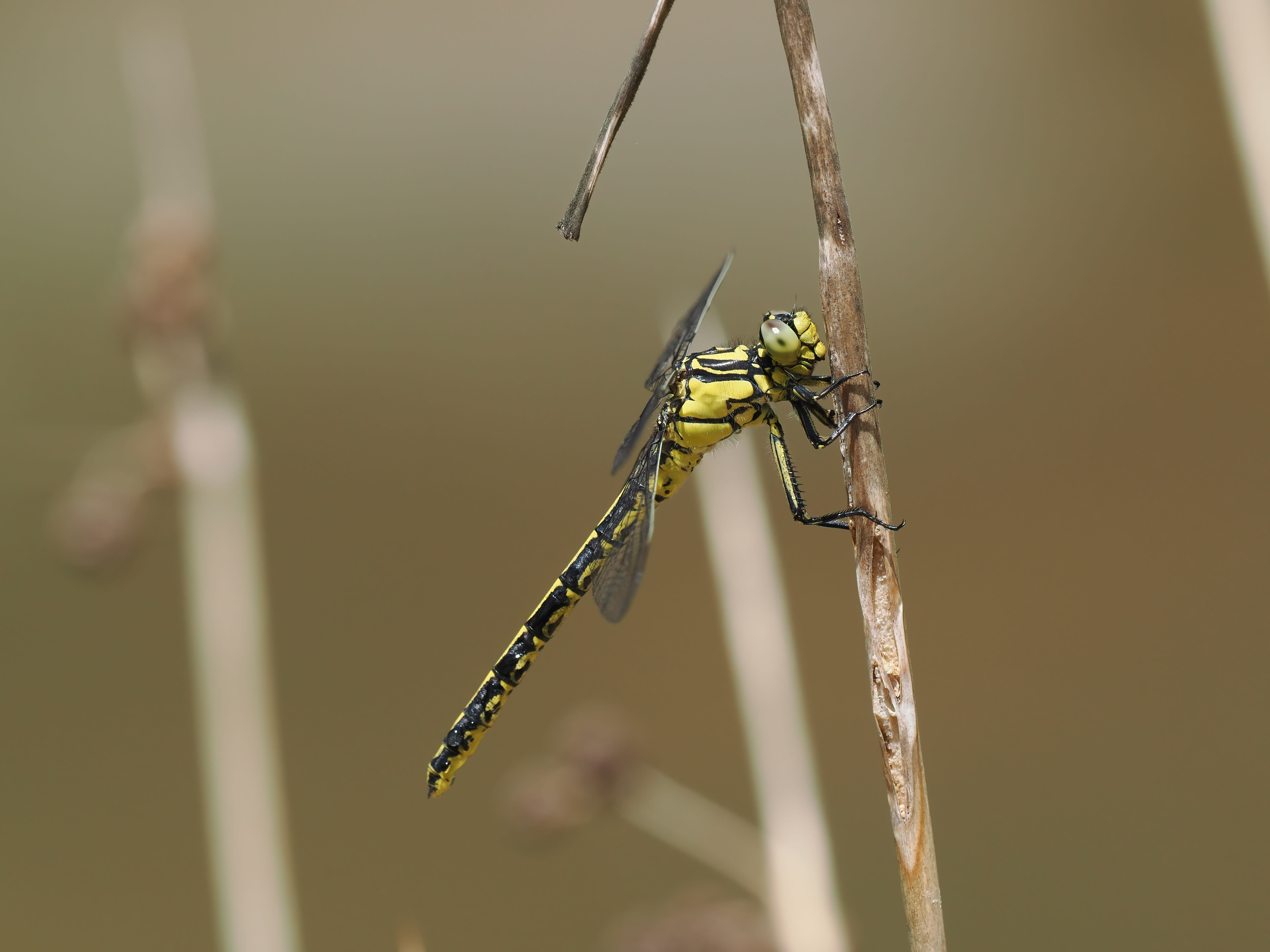 Image from Gomphus pulchellus album