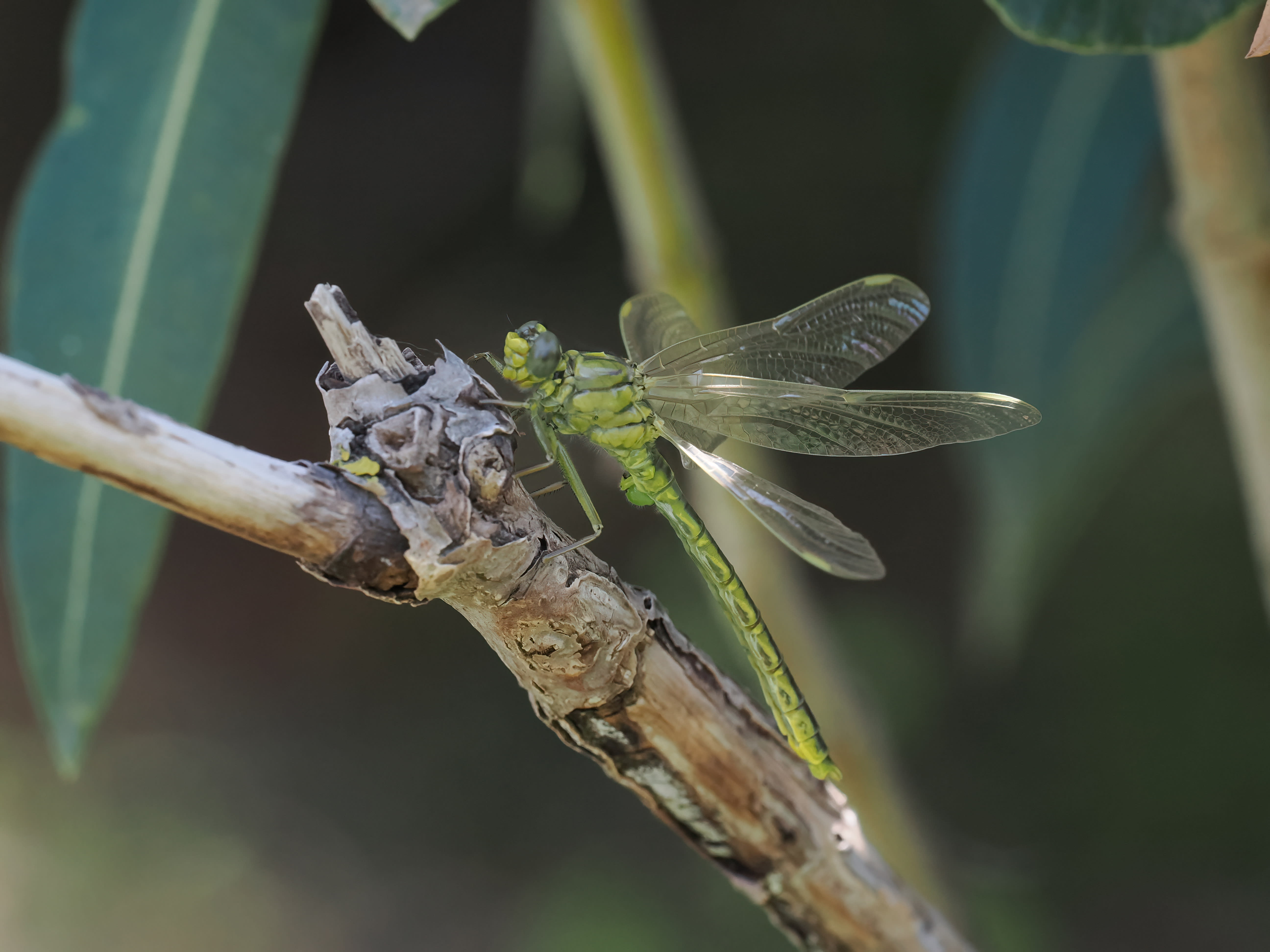 Image from Gomphus pulchellus album